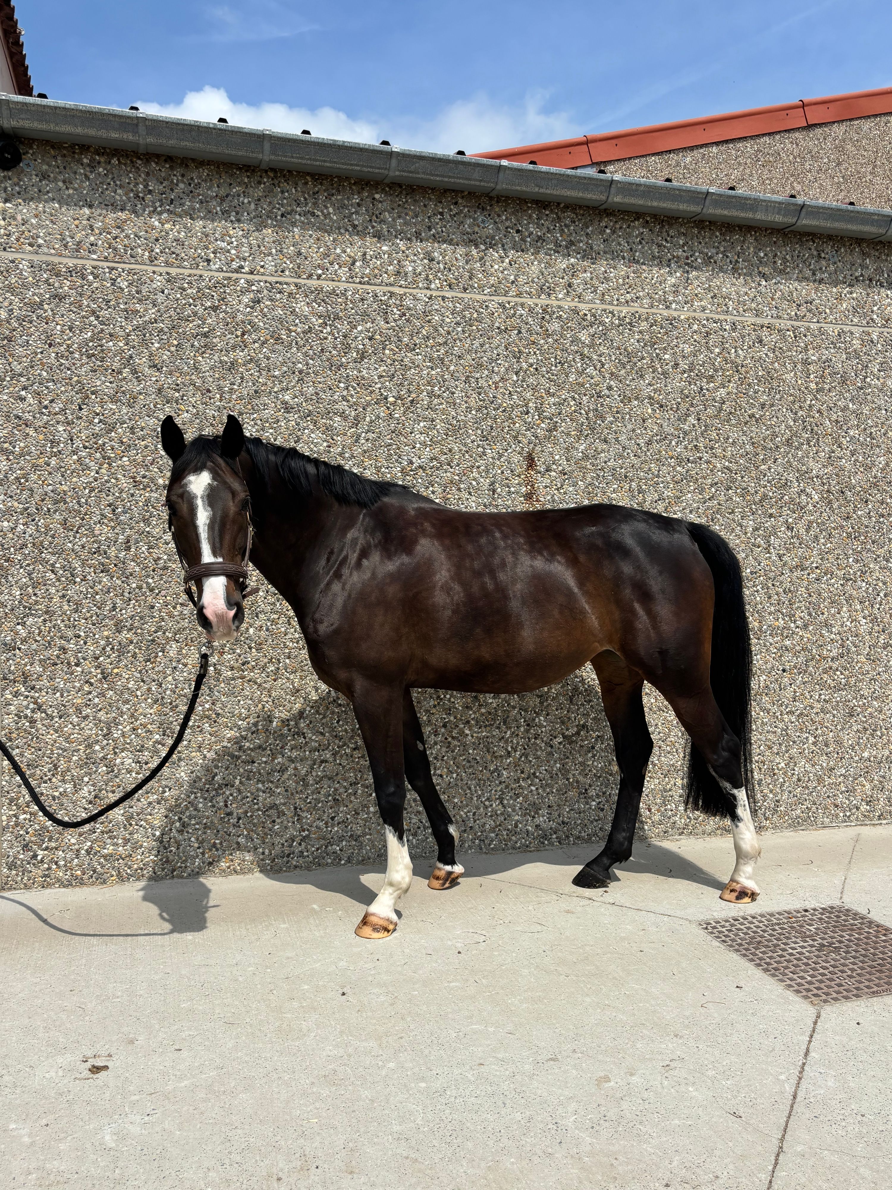 bwp springpaard merrie 5 岁 zwart 出售 - 照片 3