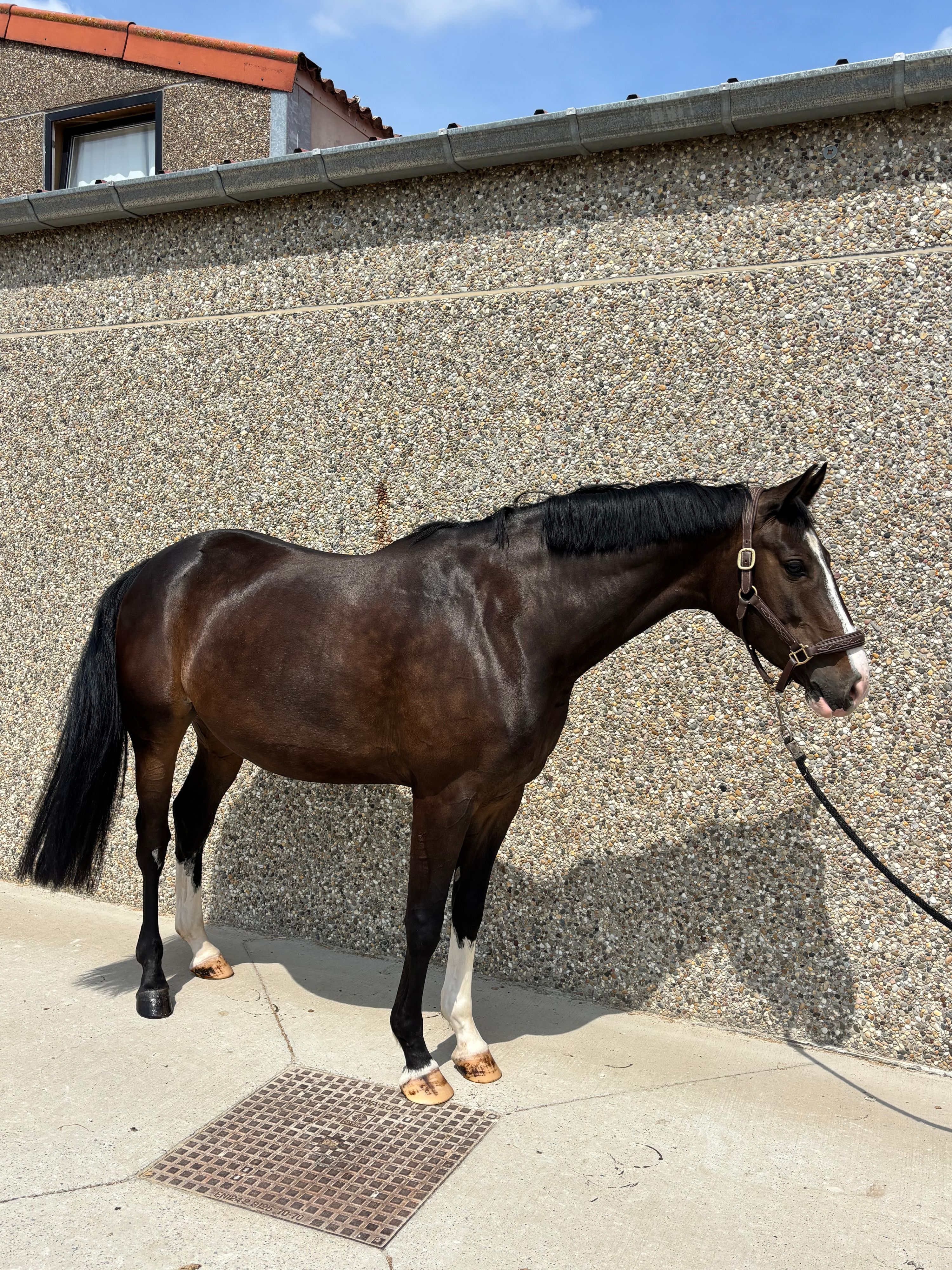 bwp springpaard merrie 5 岁 zwart 出售 - 照片 4