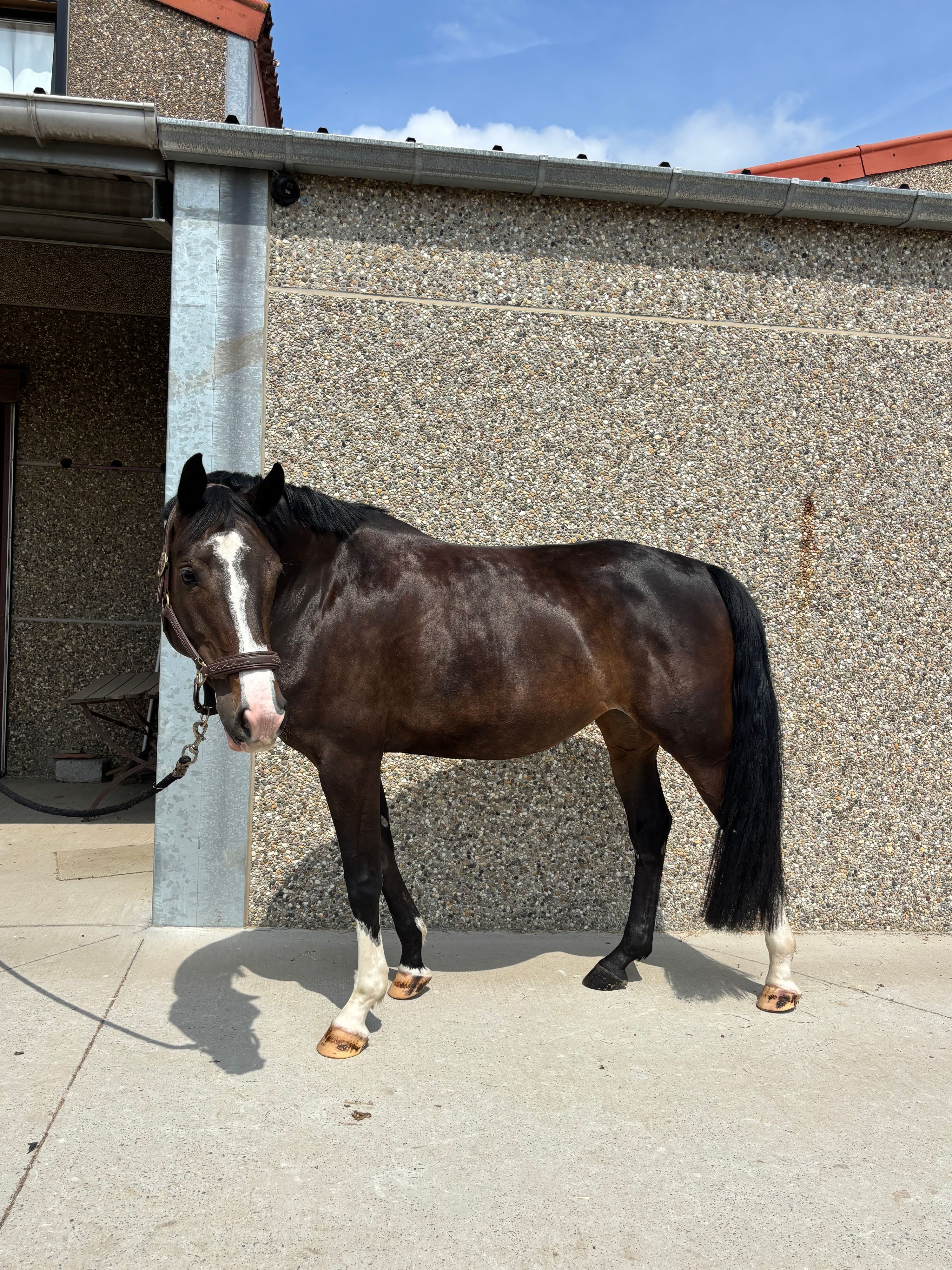 bwp springpaard merrie 5 岁 zwart 出售 - 照片 5