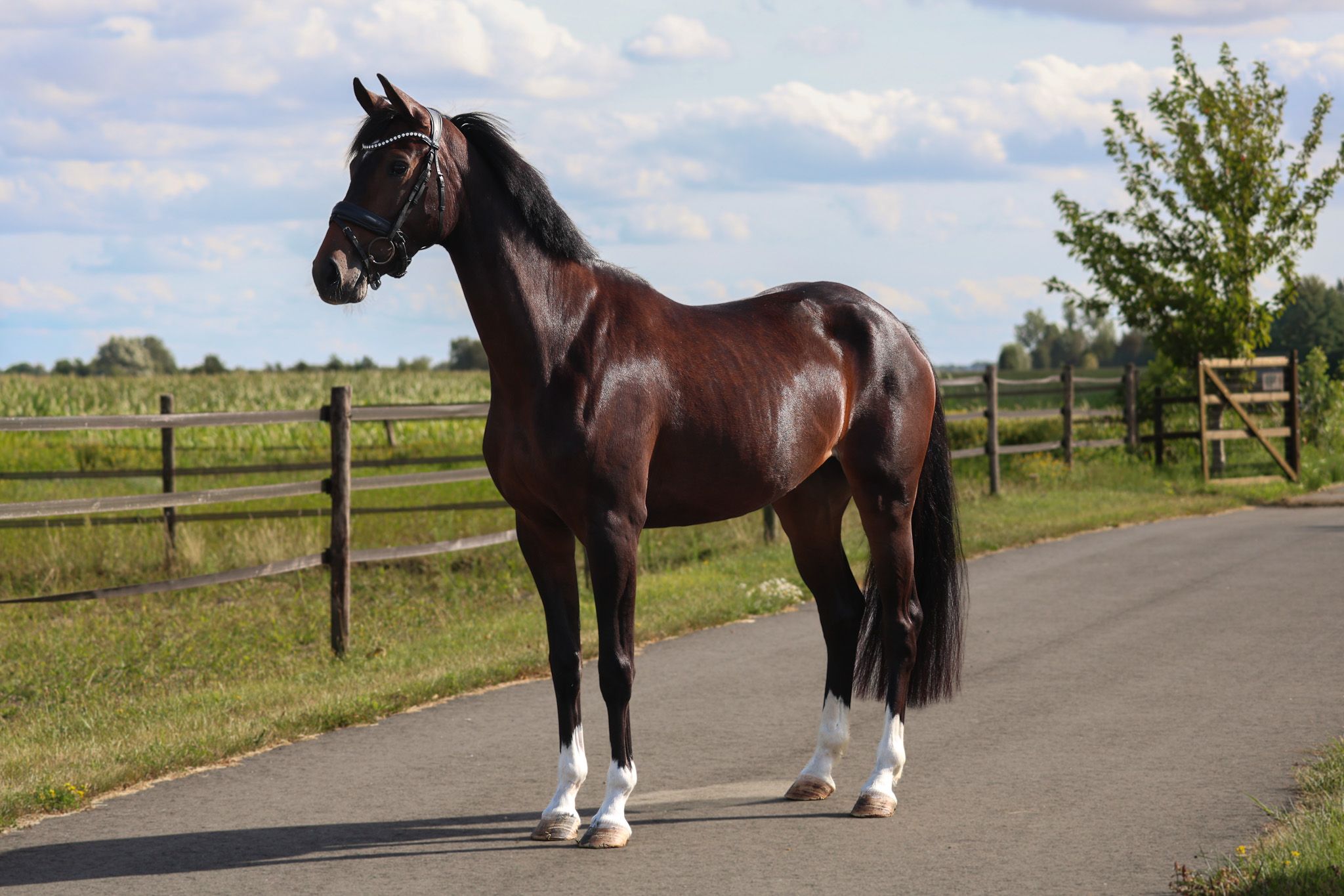 Very cool moving mare for sale!