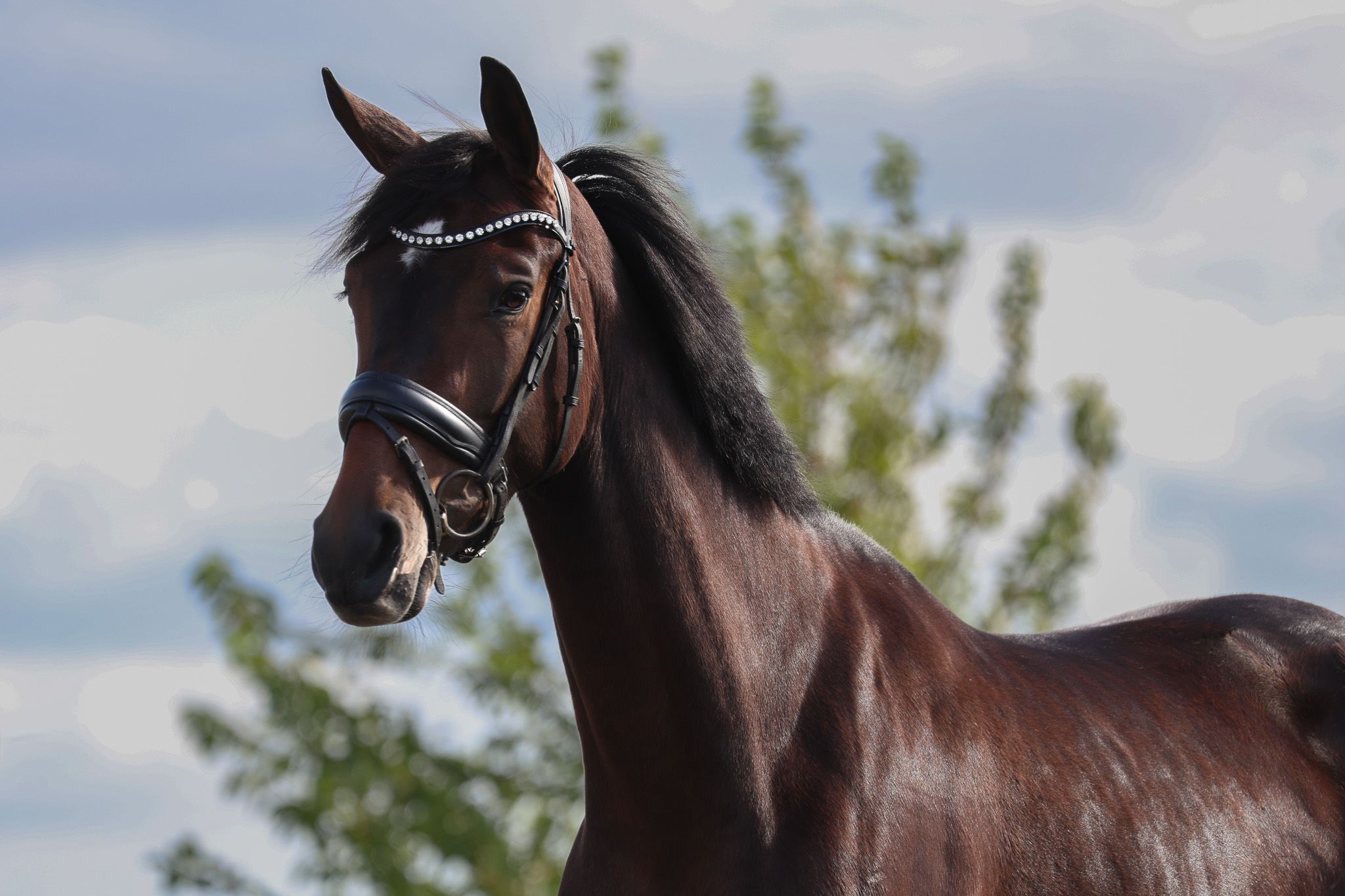 KWPN dressuurpaard merrie 4 years old donkerbruin for sale - Photo 3