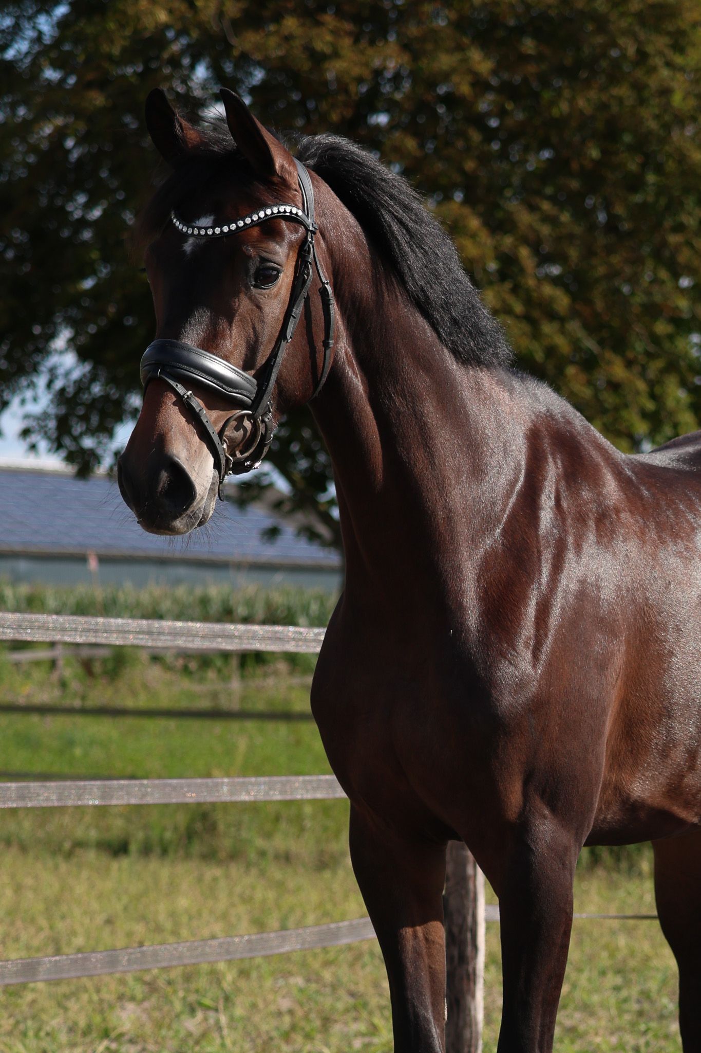 KWPN dressuurpaard merrie 4 years old donkerbruin for sale - Photo 2