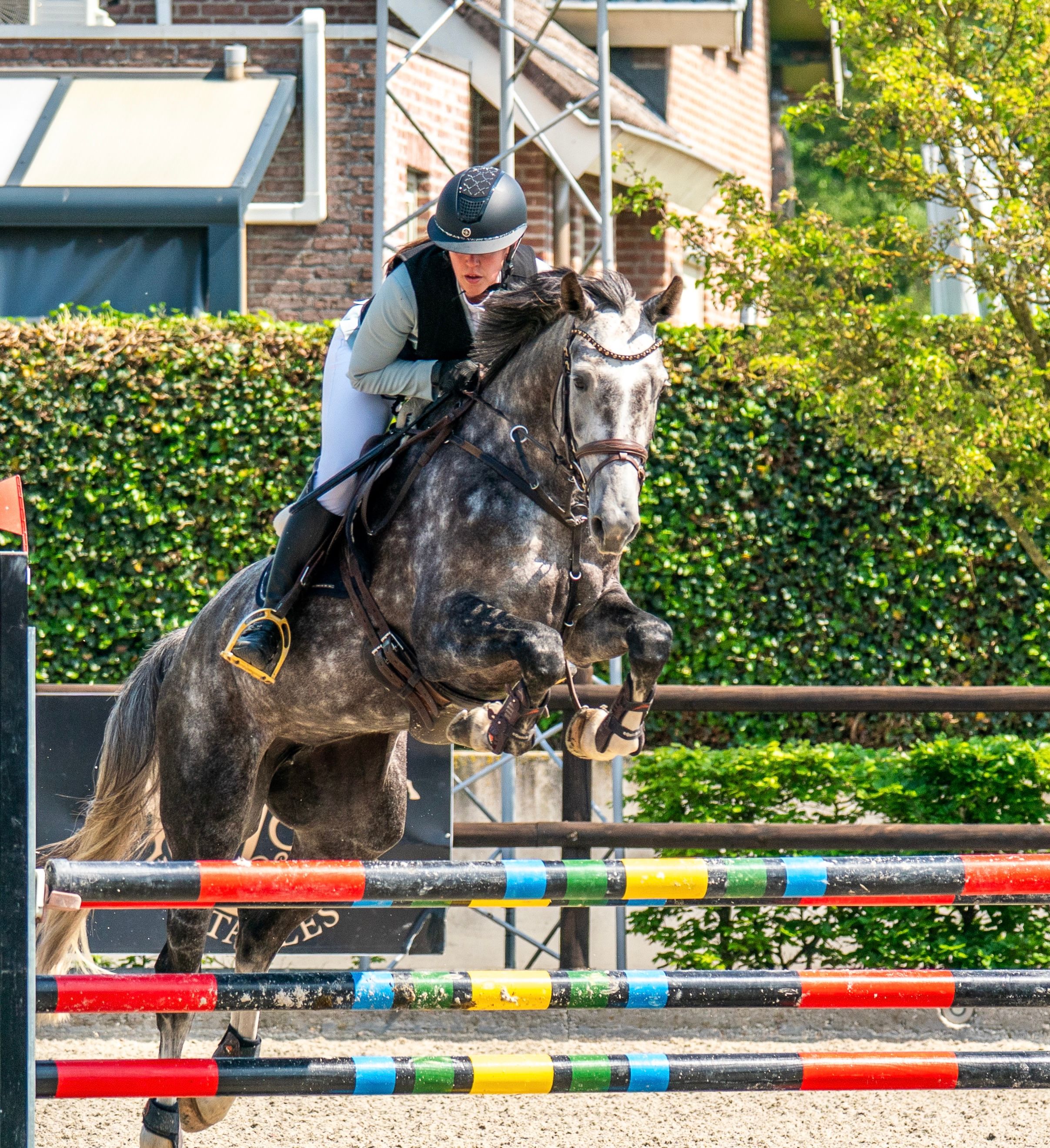 kwpn springpaard merrie 6 سنوات schimmel للبيع - صورة 2