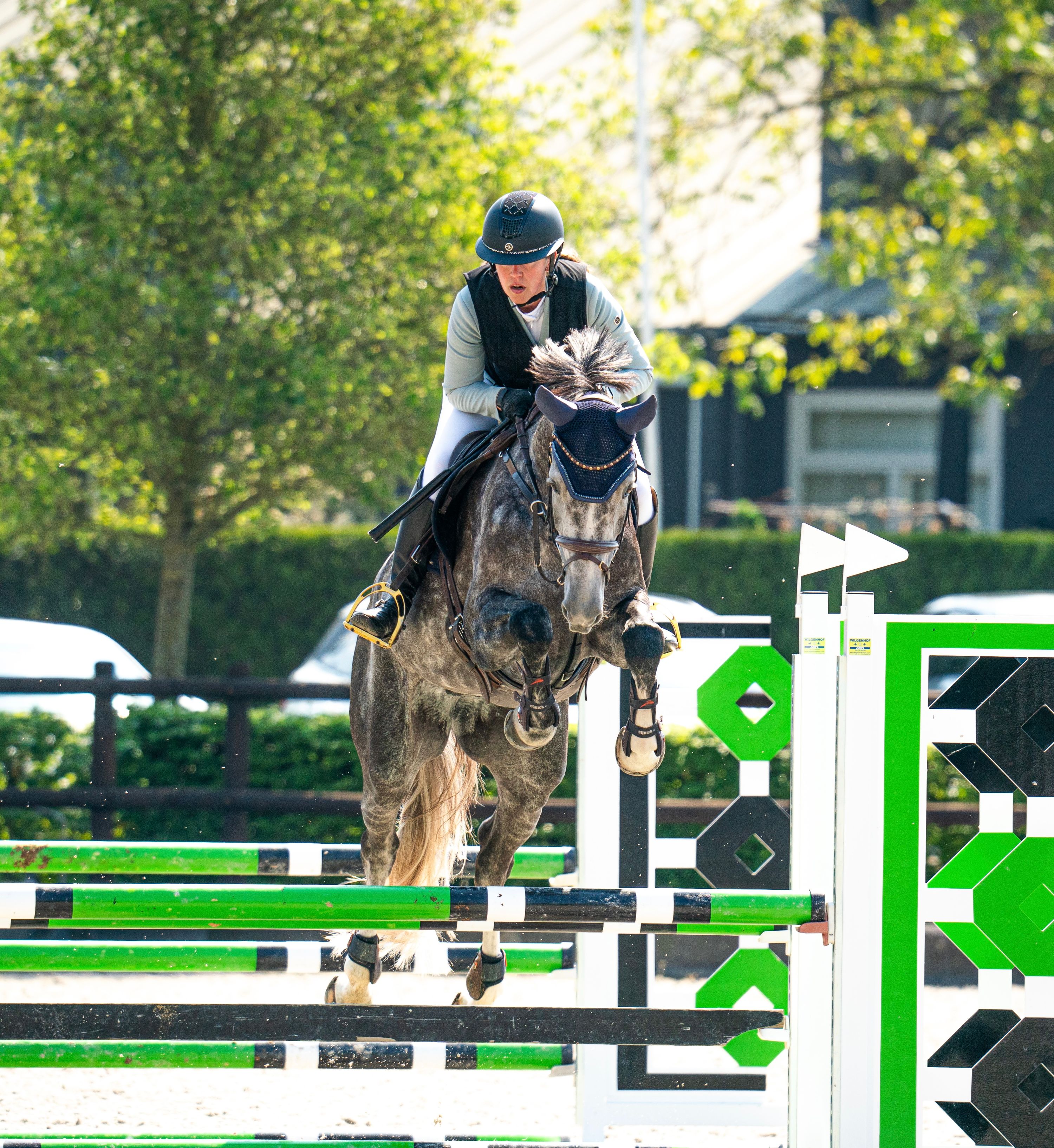 kwpn springpaard merrie 6 سنوات schimmel للبيع - صورة 3
