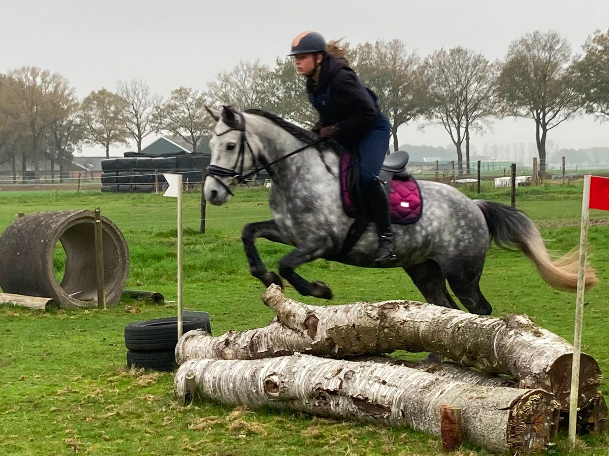 connemara allround-pony merrie 9 سنوات schimmel للبيع - صورة 3