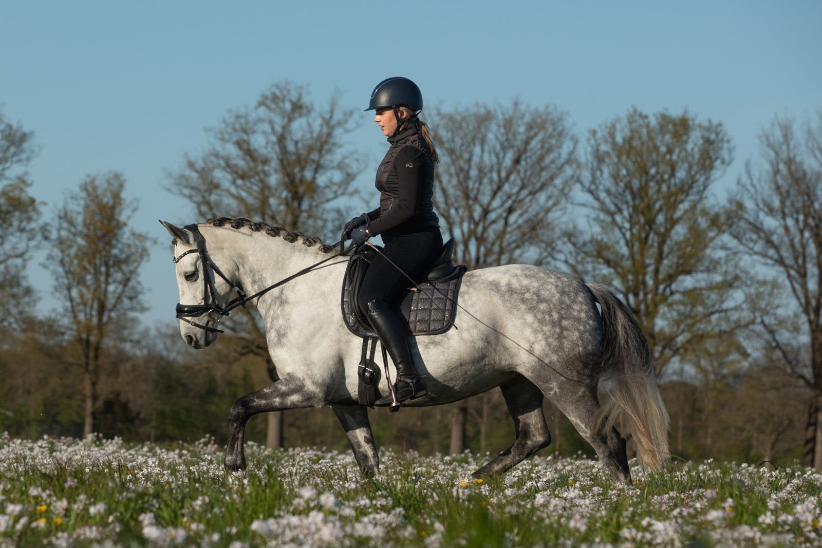 connemara allround-pony merrie 9 سنوات schimmel للبيع - صورة 2
