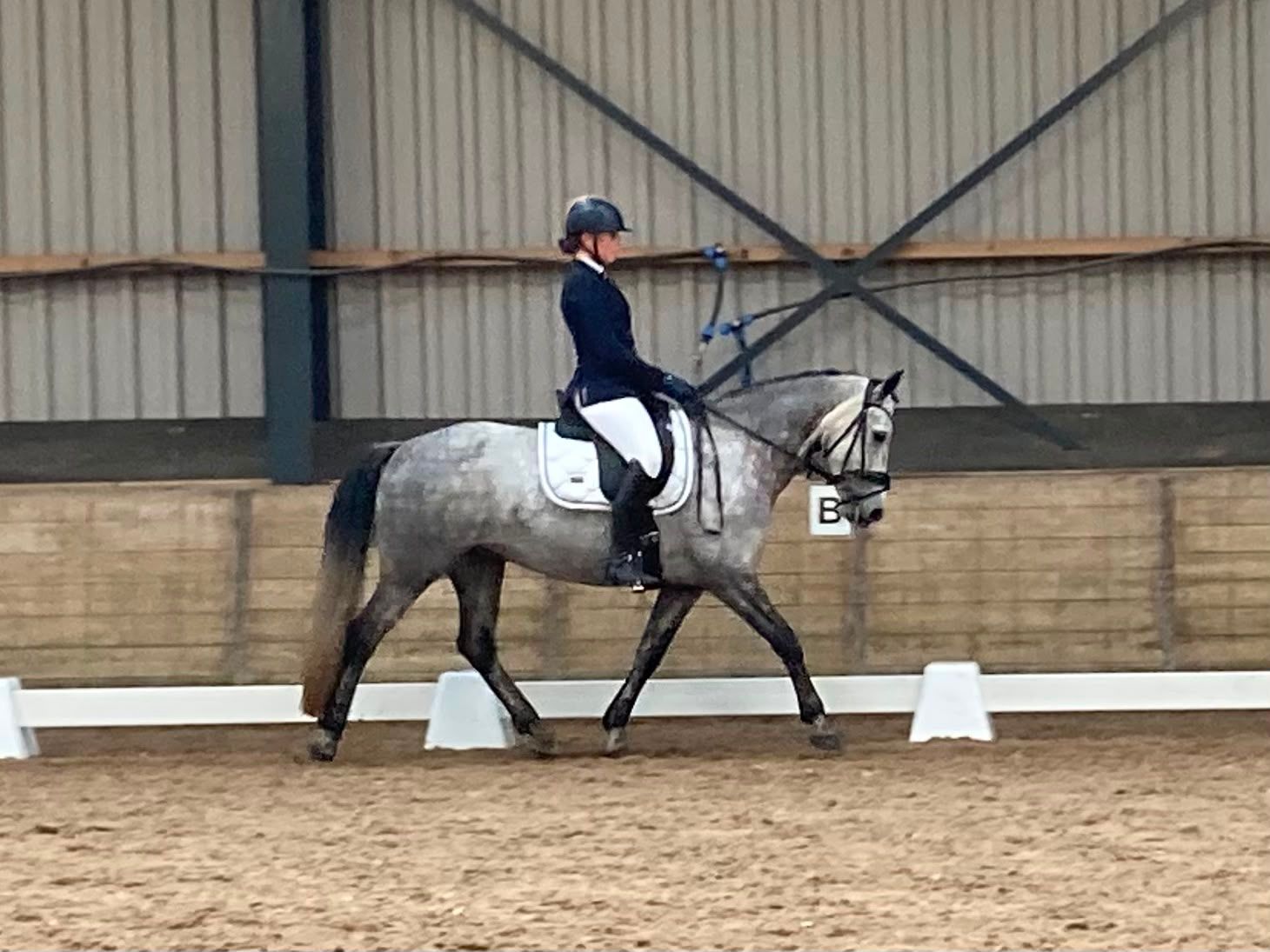 connemara allround-pony merrie 9 سنوات schimmel للبيع - صورة 4