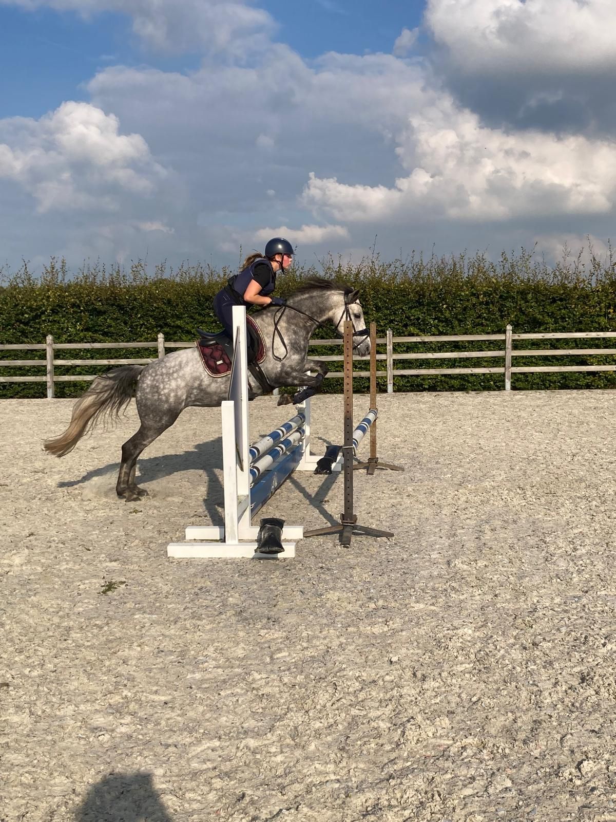 connemara allround-pony merrie 9 سنوات schimmel للبيع - صورة 6