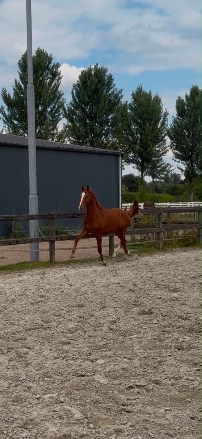Braaf knap jaarling hengst, met goed stamboek