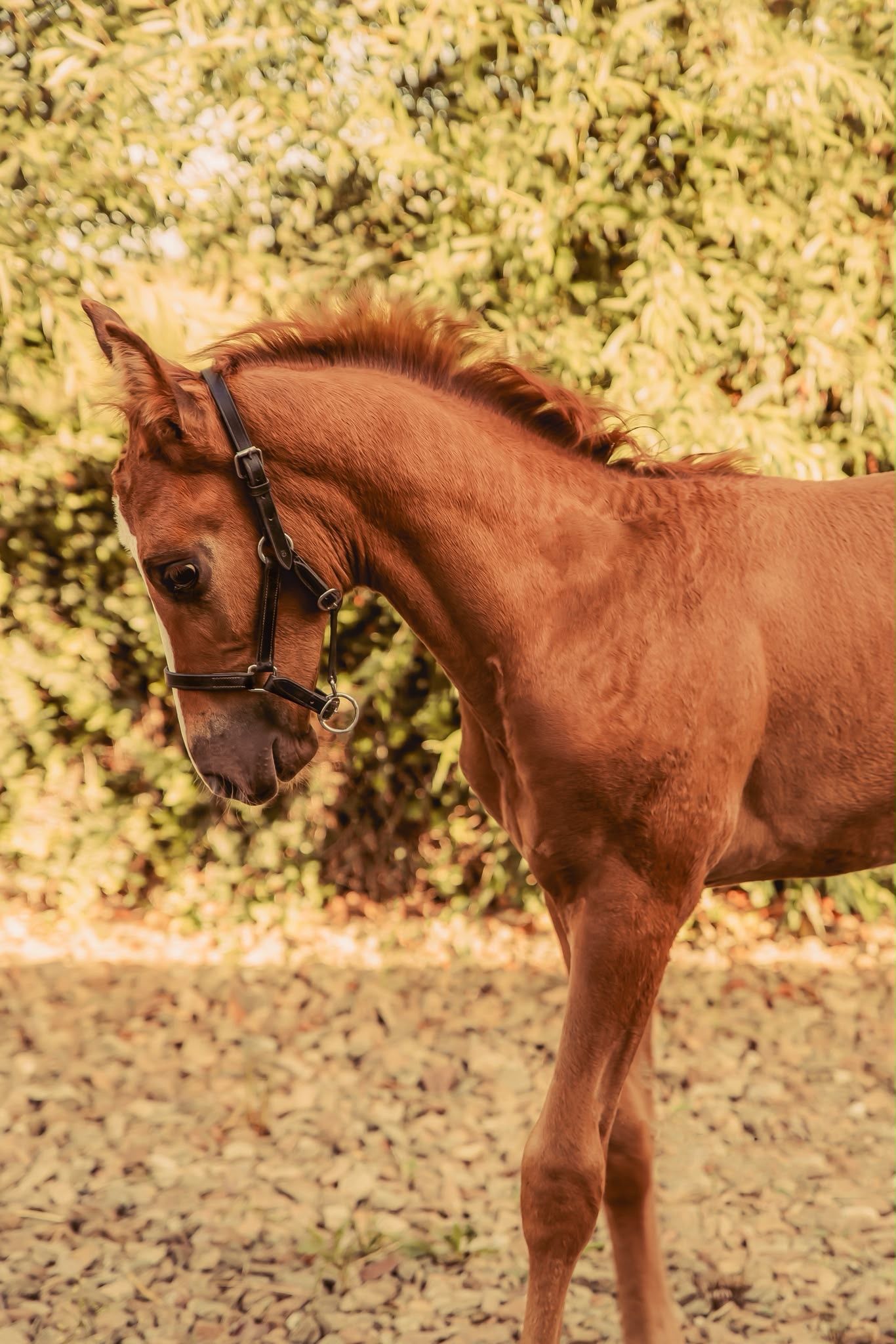 kwpn dressuurpaard hengst 1 años vos en venta - Foto 5