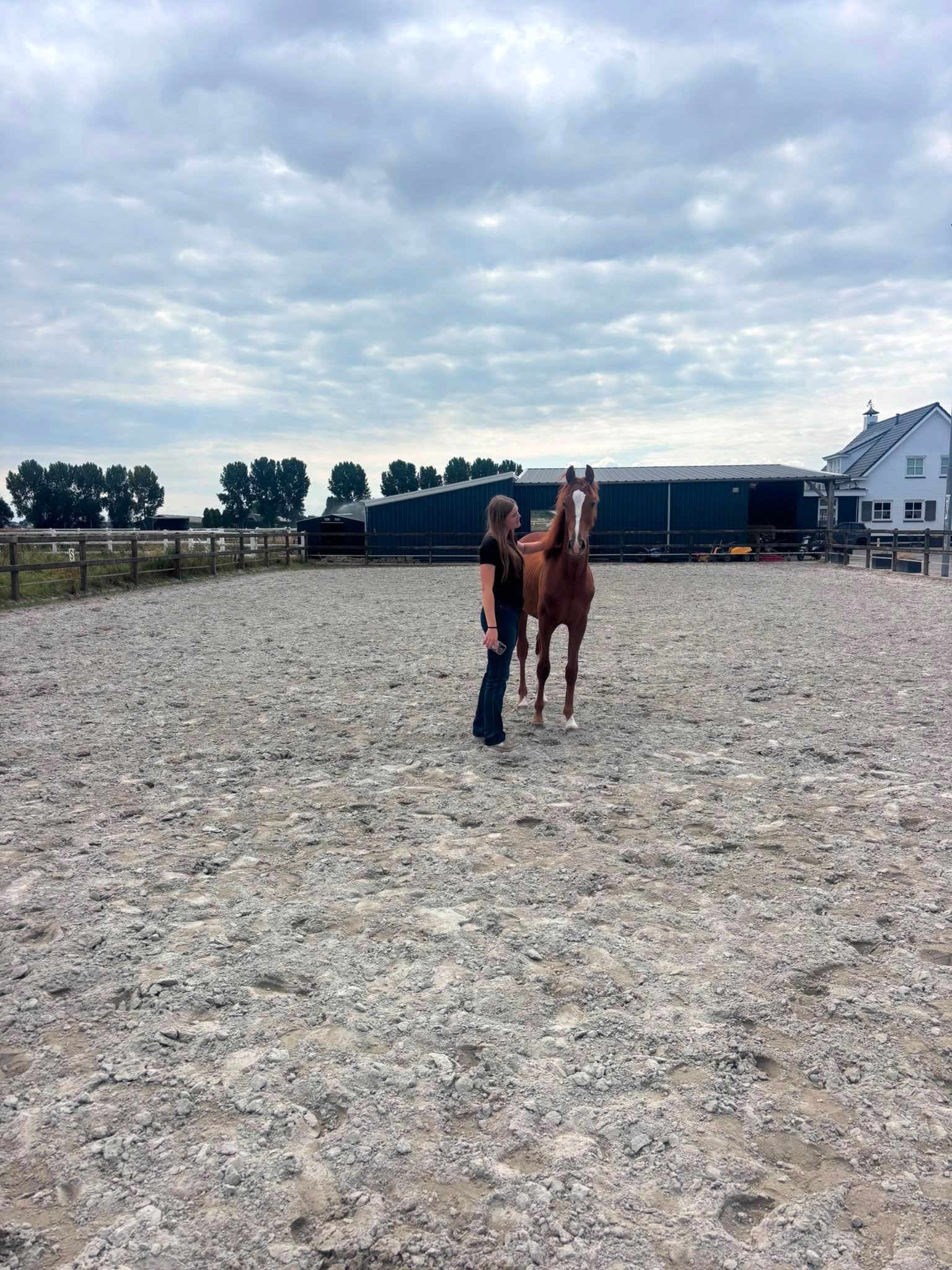 kwpn dressuurpaard hengst 1 años vos en venta - Foto 3
