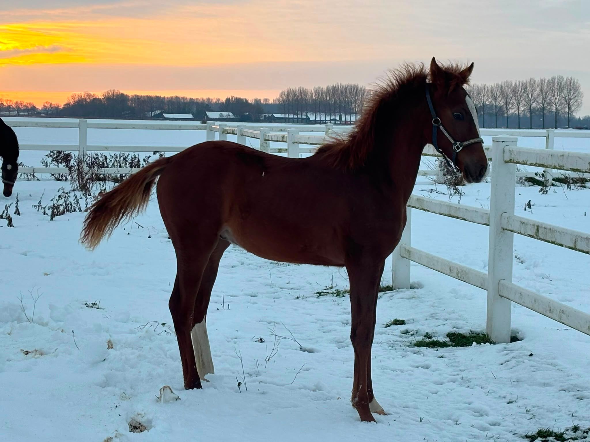 kwpn dressuurpaard hengst 1 años vos en venta - Foto 4
