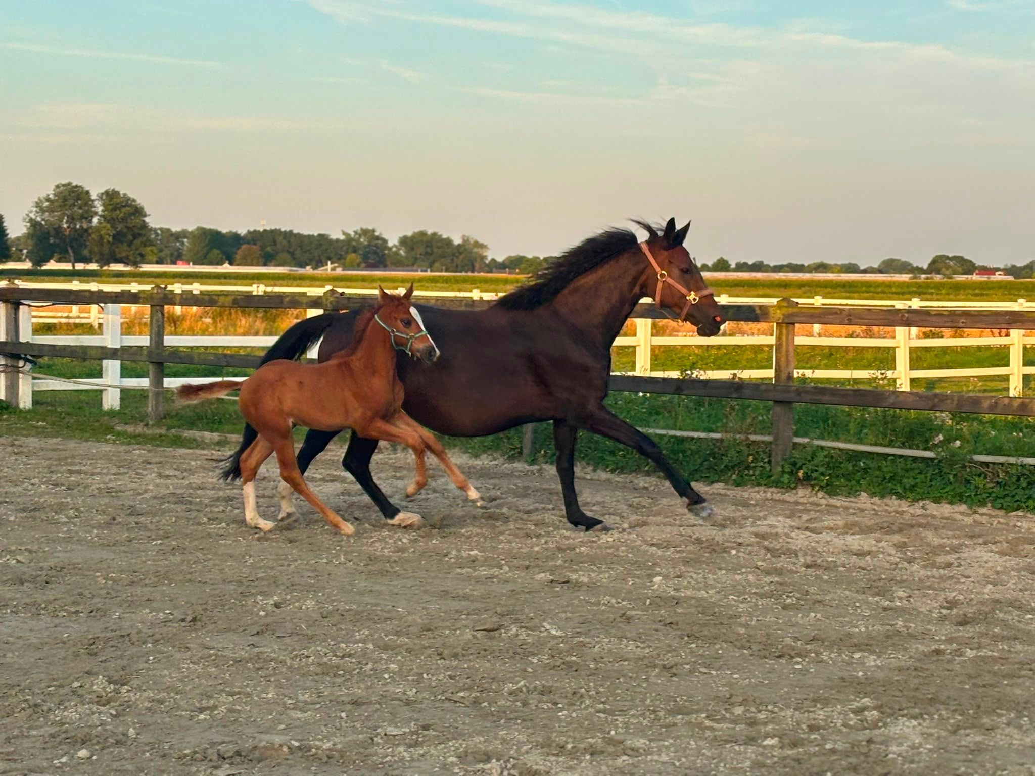 kwpn dressuurpaard hengst 1 años vos en venta - Foto 6