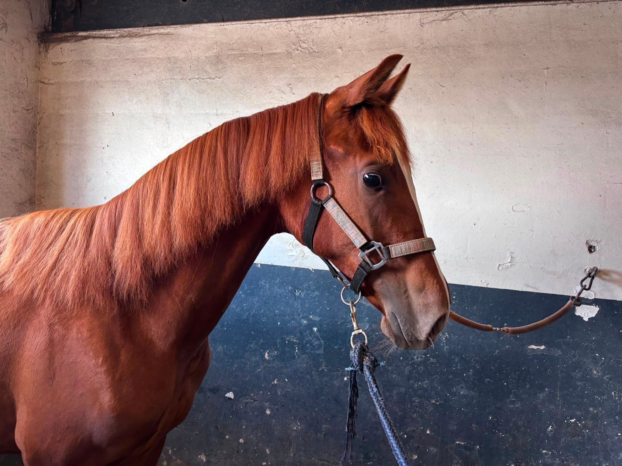 kwpn dressuurpaard hengst 1 años vos en venta - Foto 2