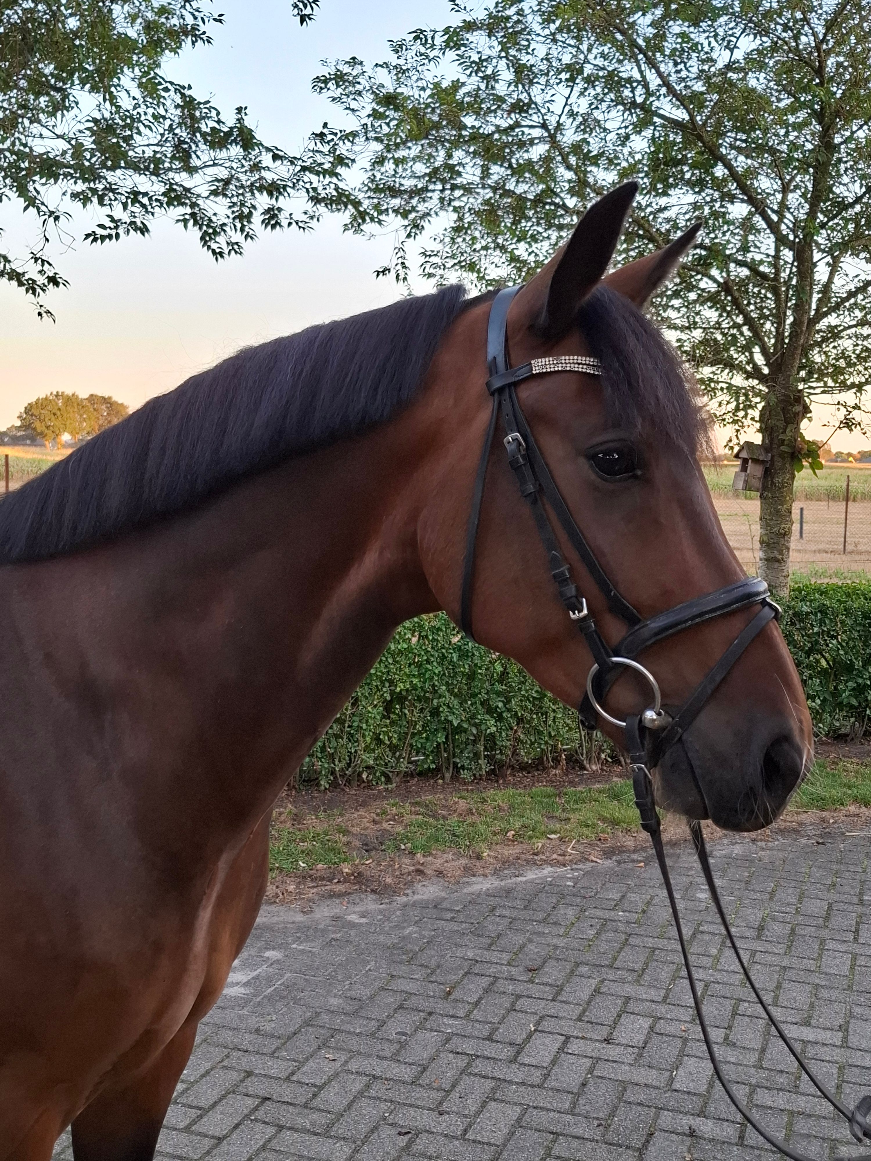 new-forest springpony ruin 9 år bruin til salg - Foto 2