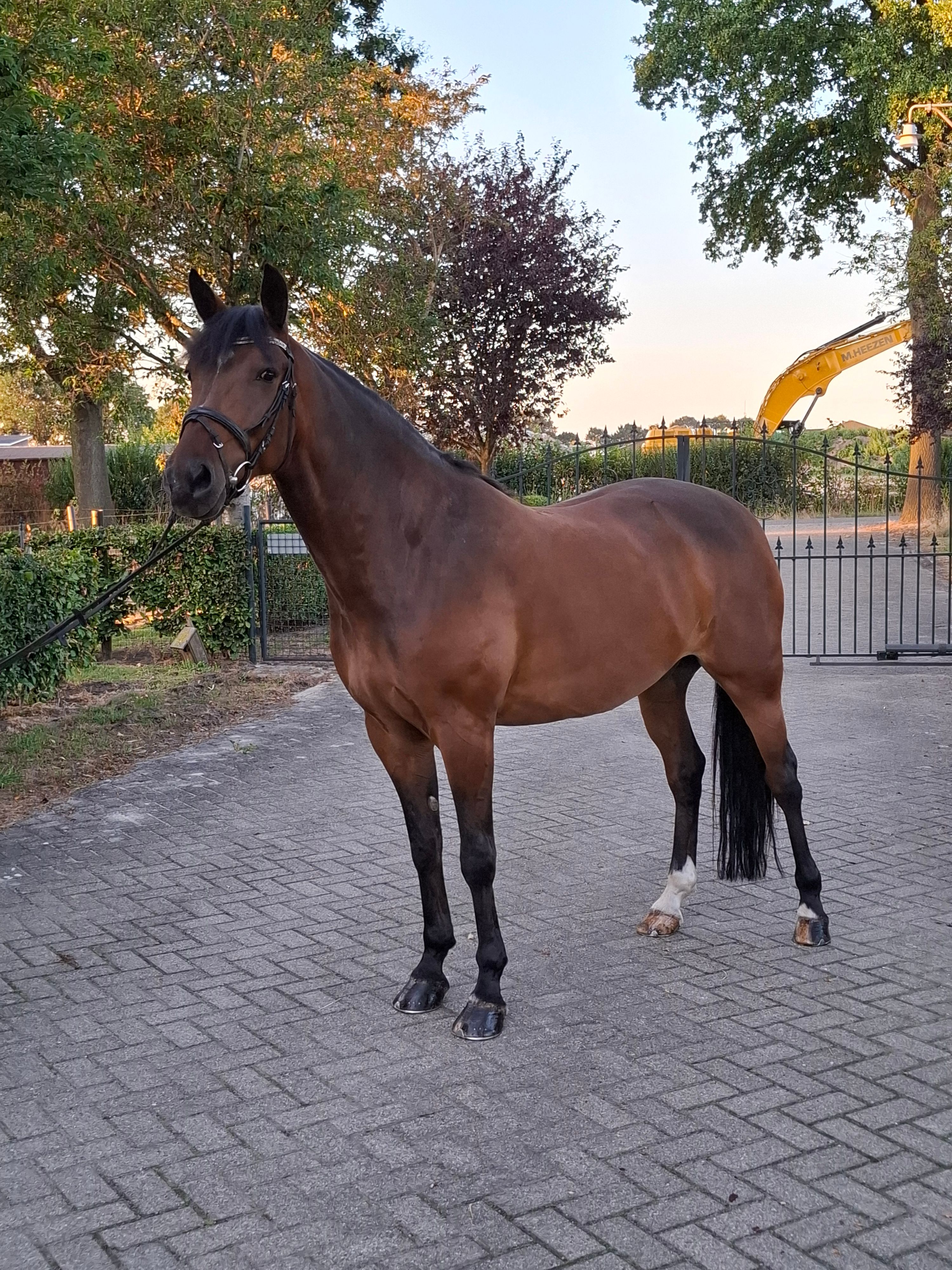 new-forest springpony ruin 9 år bruin til salg - Foto 3