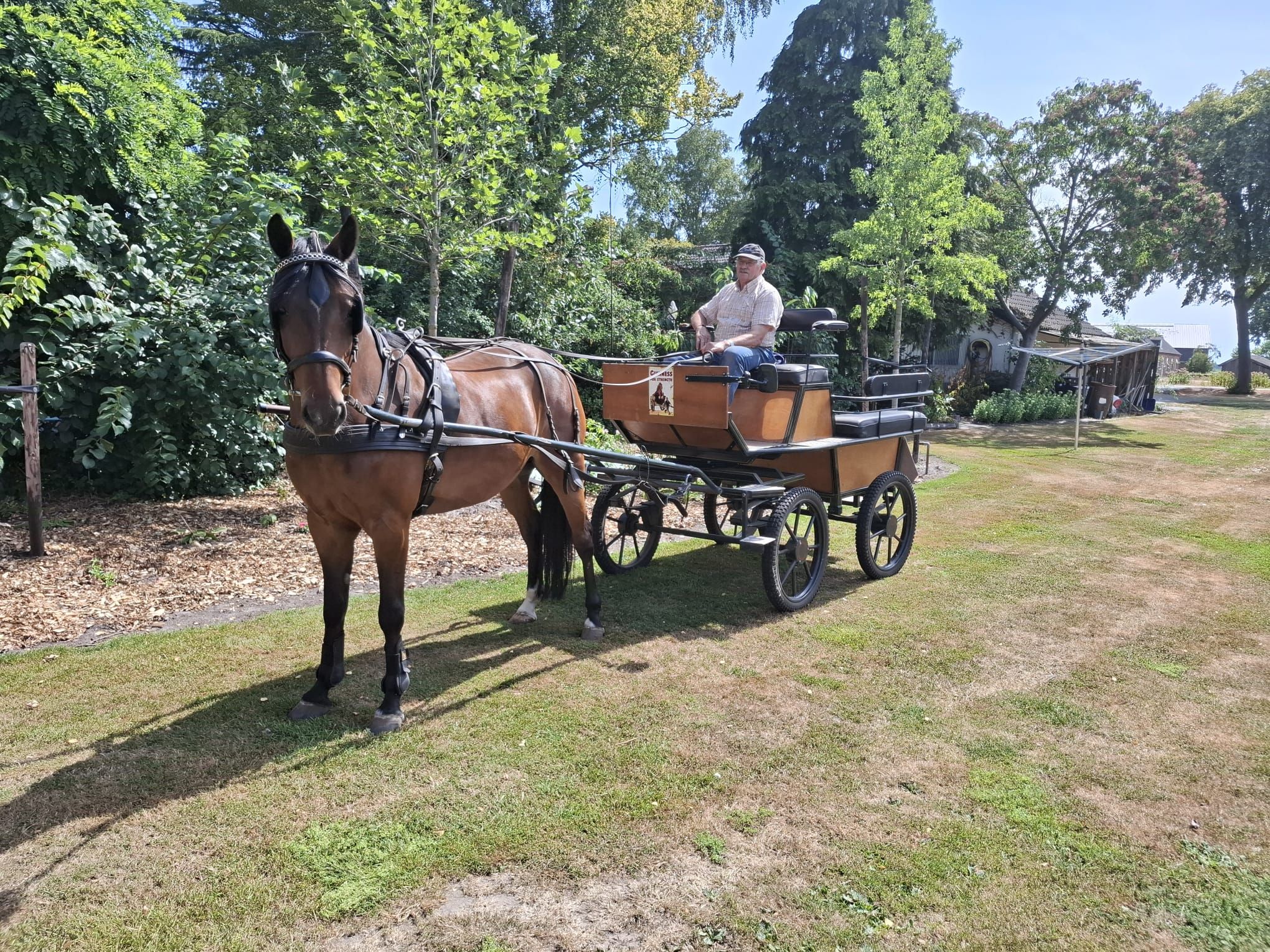 new-forest springpony ruin 9 år bruin til salg - Foto 6