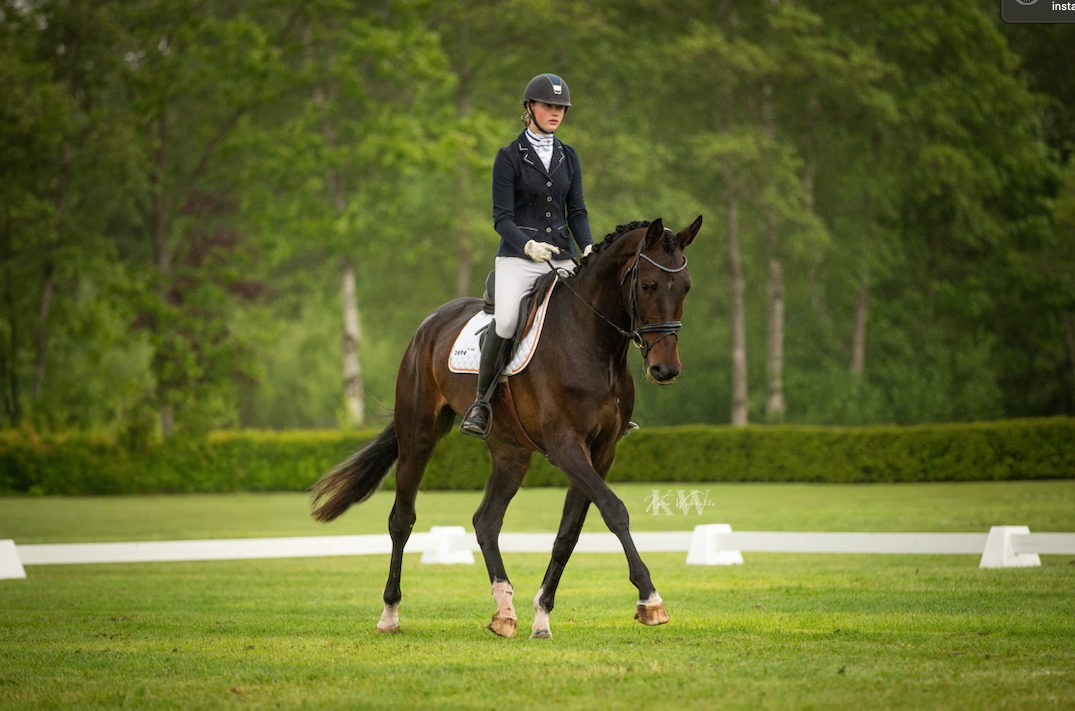 kwpn dressuurpaard merrie 5 años zwart en venta - Foto 2
