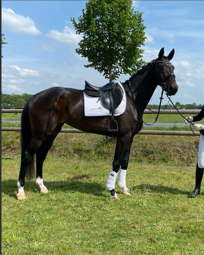 kwpn dressuurpaard merrie 5 años zwart en venta - Foto 4