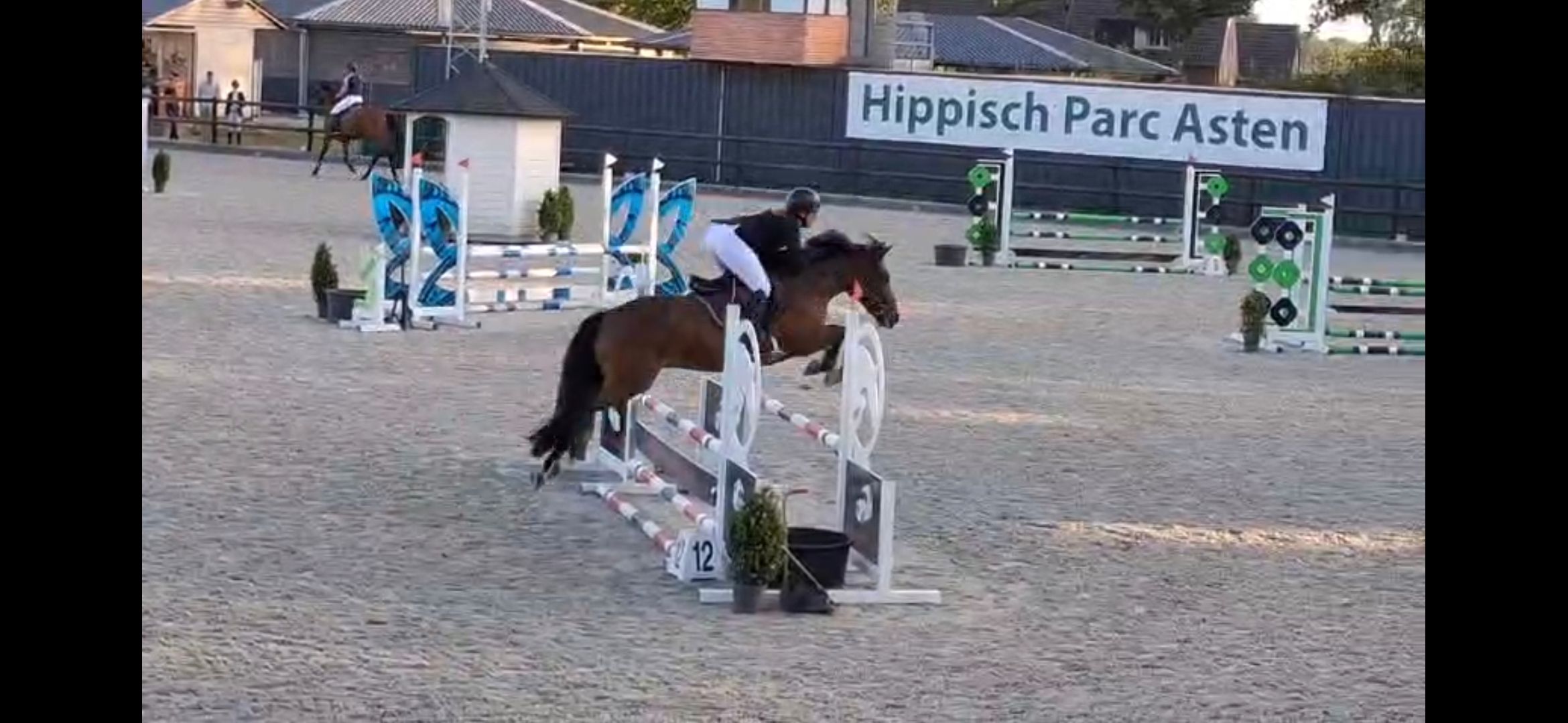 new-forest springpony ruin 9 år bruin til salg - Foto 4