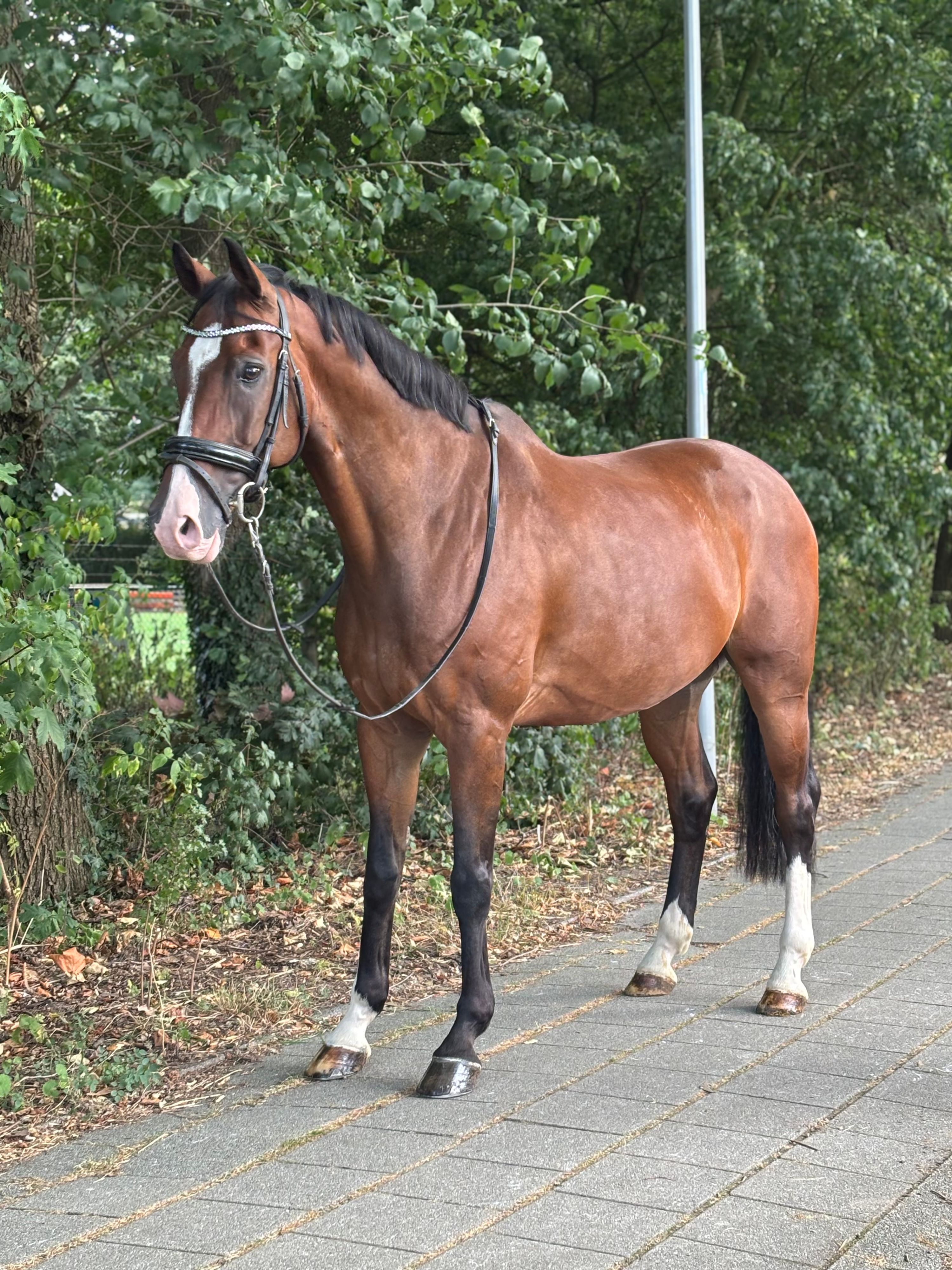 KWPN ruin met een gouden karakter en veel talent! ❤️