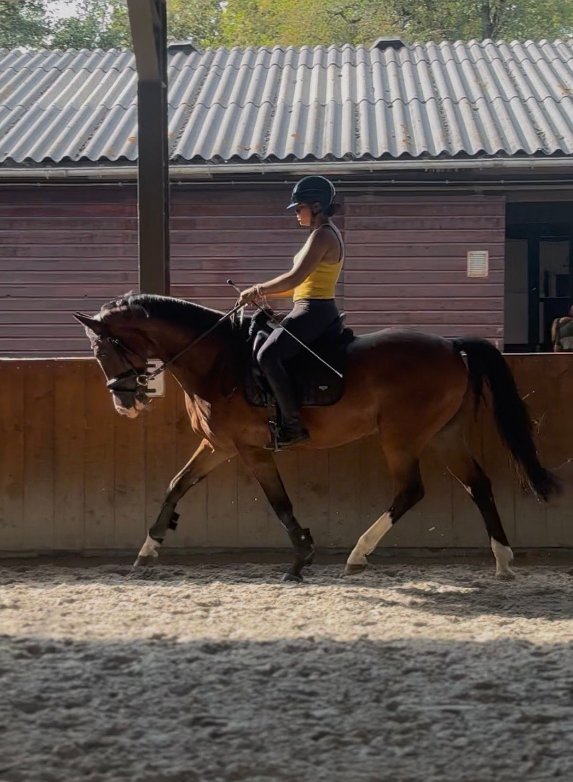 kwpn springpaard ruin 11 years old bruin for sale - Photo 5