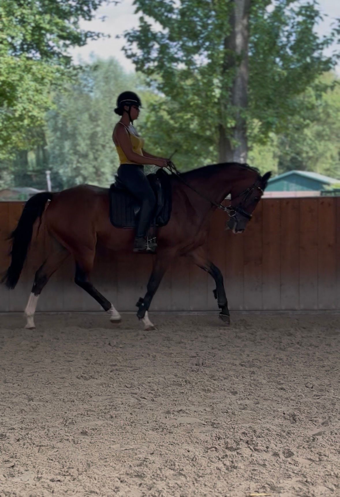 kwpn springpaard ruin 11 years old bruin for sale - Photo 4