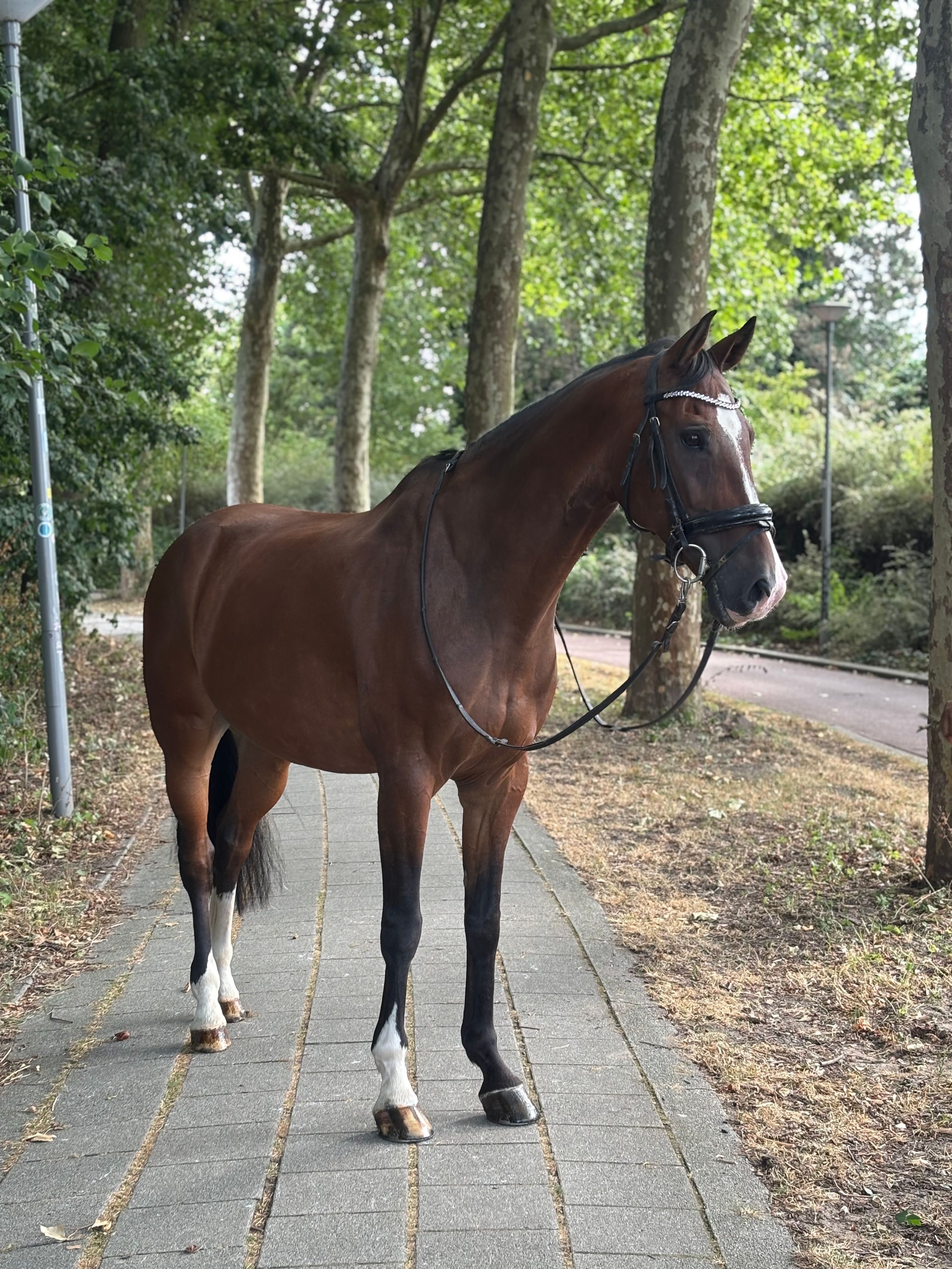kwpn springpaard ruin 11 years old bruin for sale - Photo 2