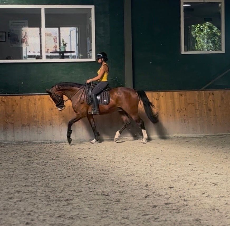 kwpn springpaard ruin 11 years old bruin for sale - Photo 3