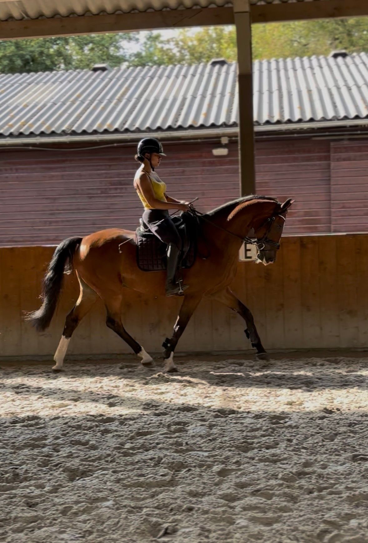 kwpn springpaard ruin 11 years old bruin for sale - Photo 6