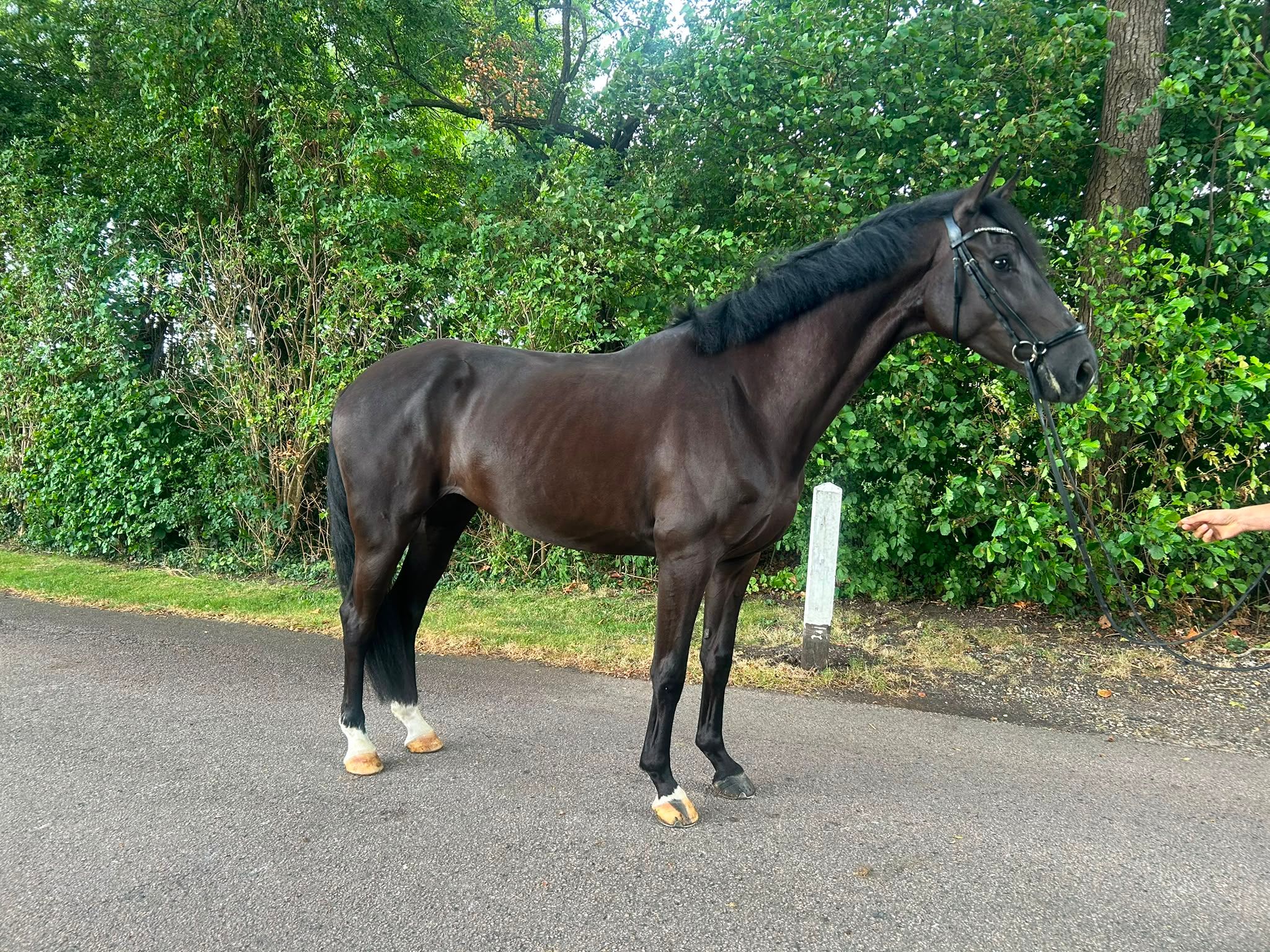 Cavalla di 4 anni super brava