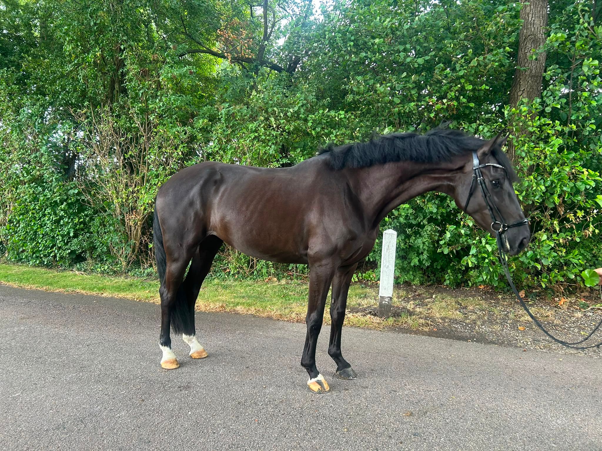 kwpn dressuurpaard merrie 4 år zwart till salu - Foto 2