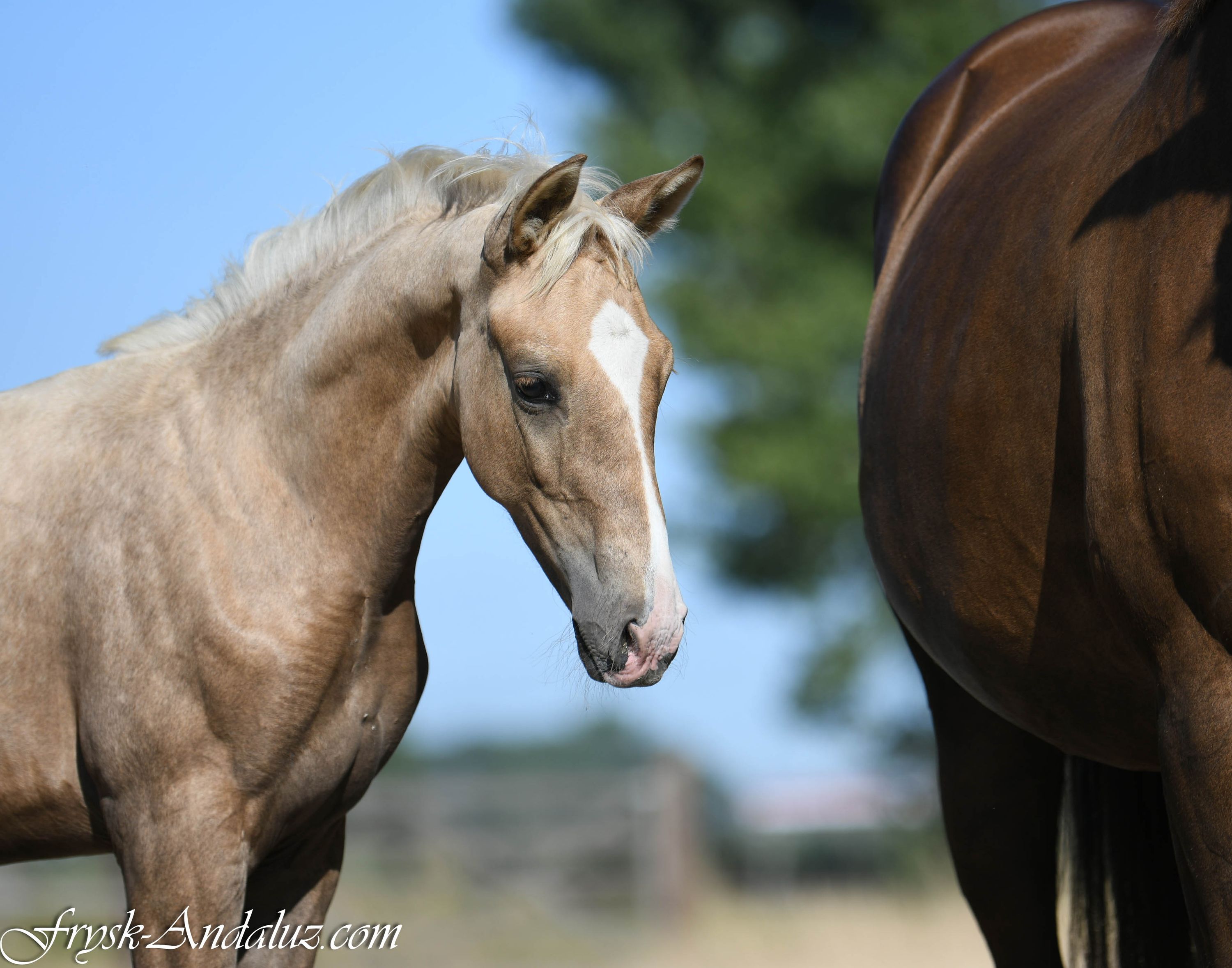 Dressage-bred palomino colt foal