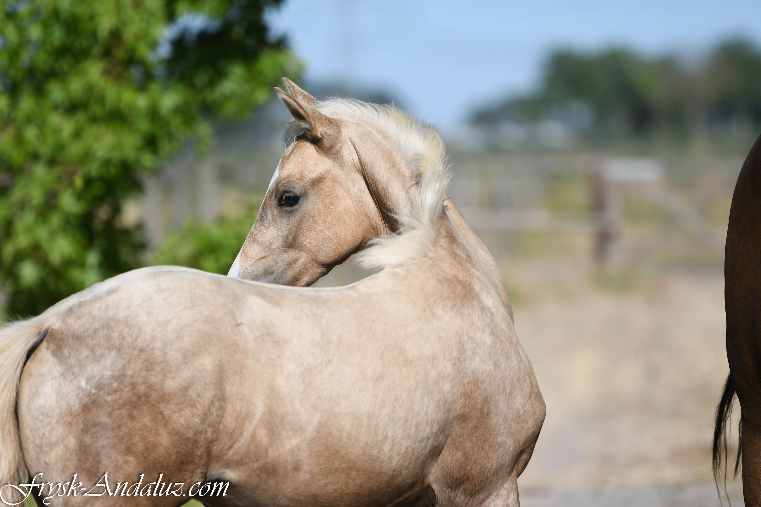 nrps dressuurpaard hengst 0 years old palomino for sale - Photo 3