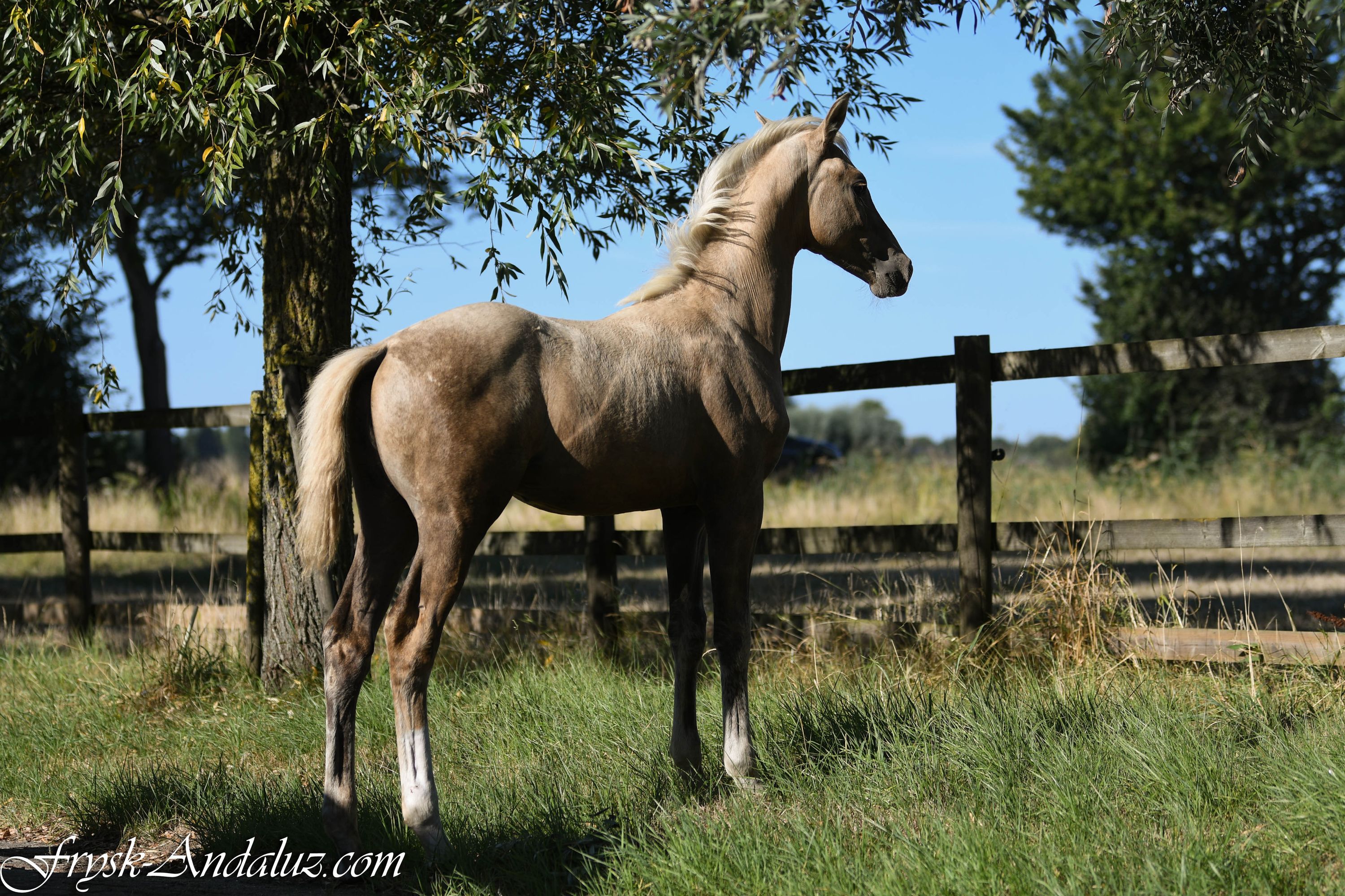 nrps dressuurpaard hengst 0 years old palomino for sale - Photo 2