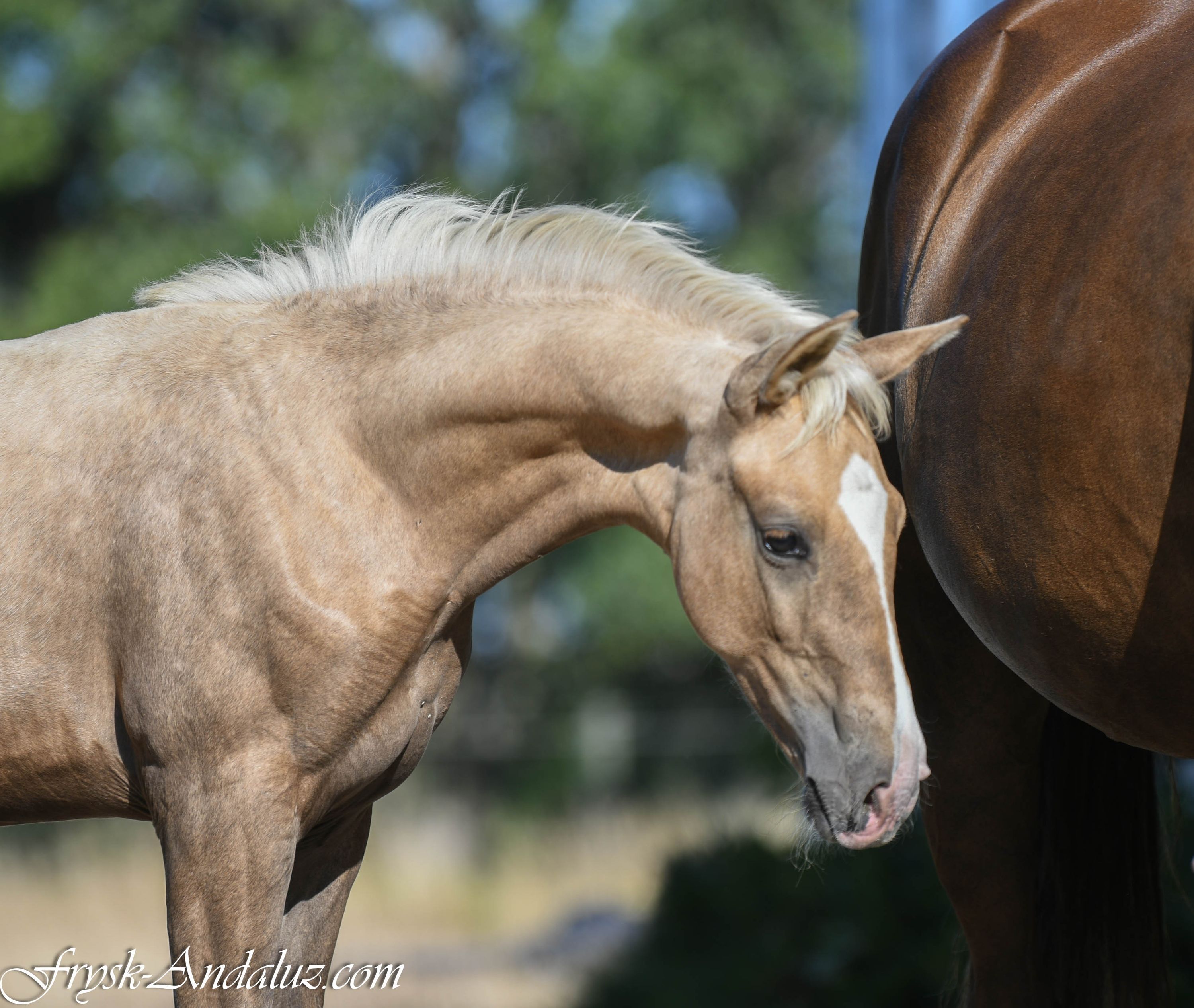 nrps dressuurpaard hengst 0 years old palomino for sale - Photo 5