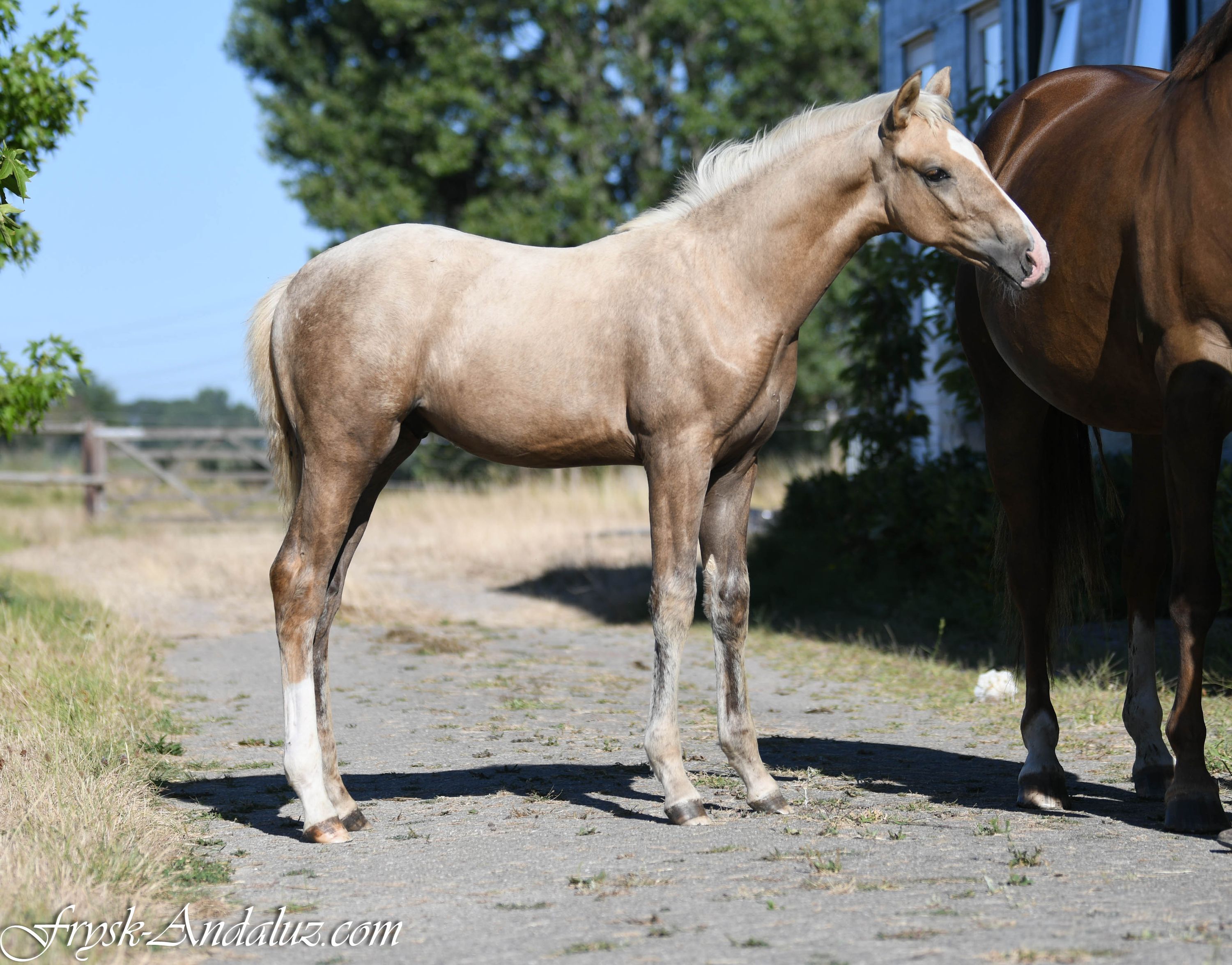 nrps dressuurpaard hengst 0 years old palomino for sale - Photo 6