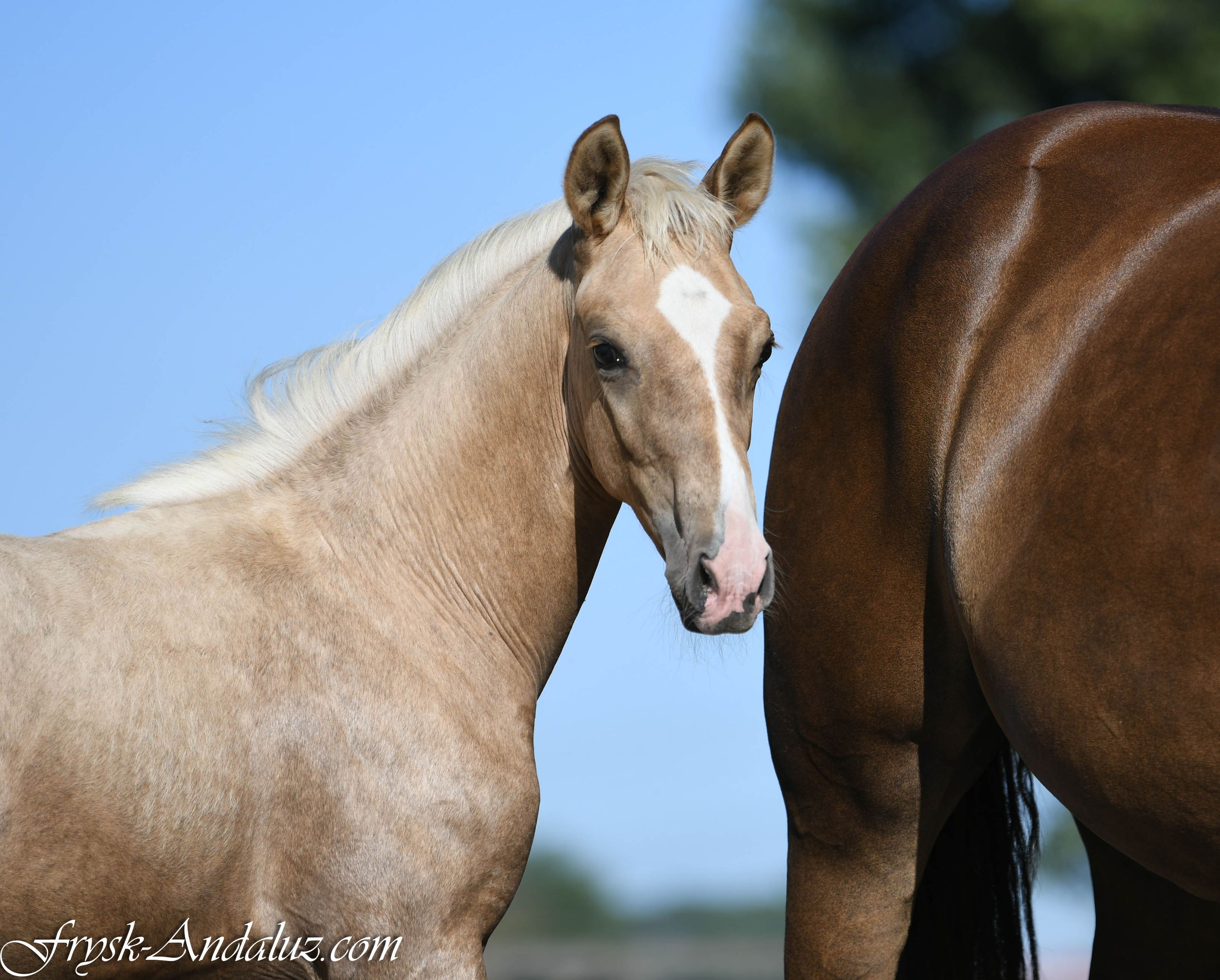 nrps dressuurpaard hengst 0 years old palomino for sale - Photo 4