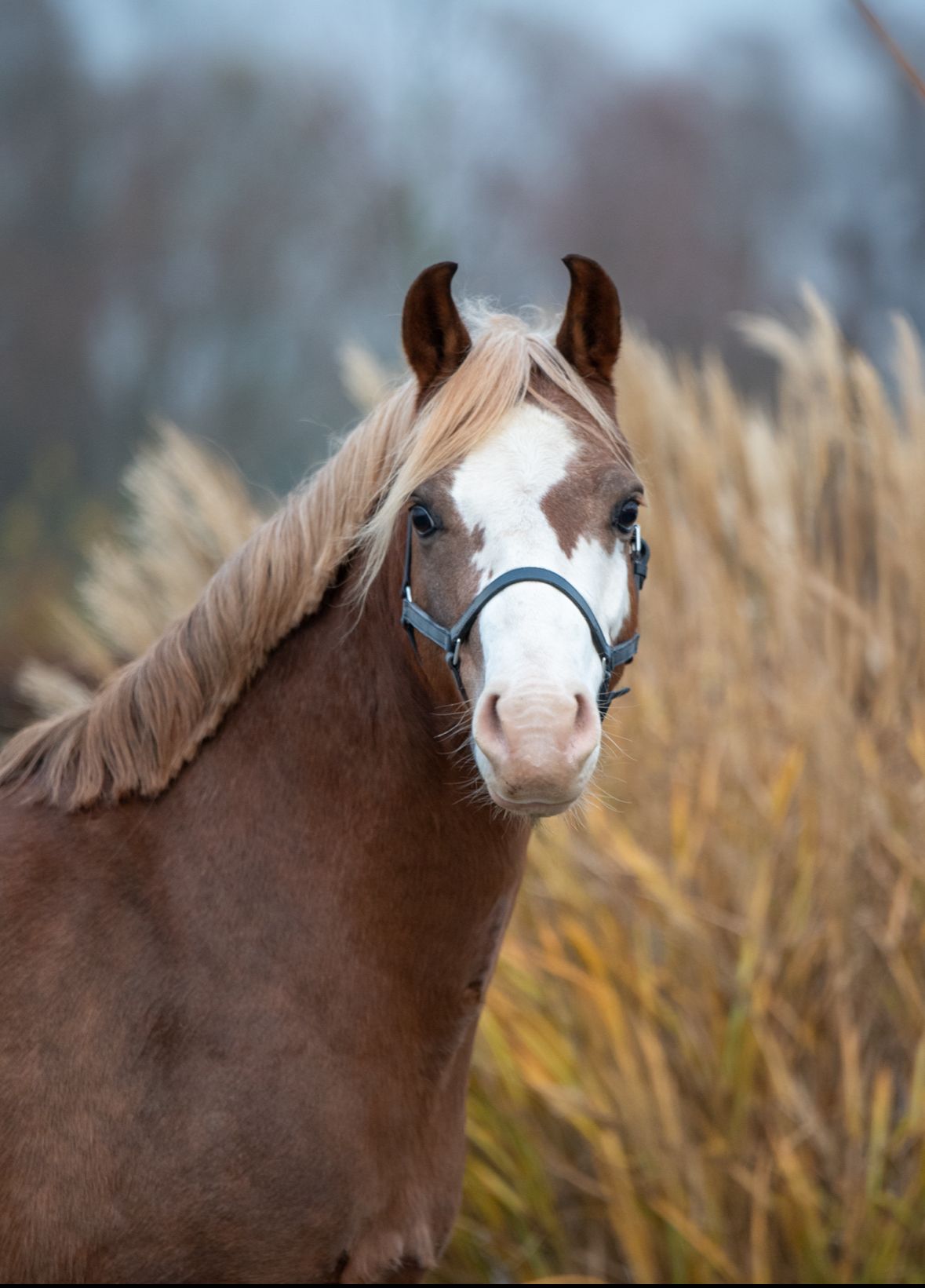 Welsh allround-pony Ruin 7 år vos til salgs - Foto 4