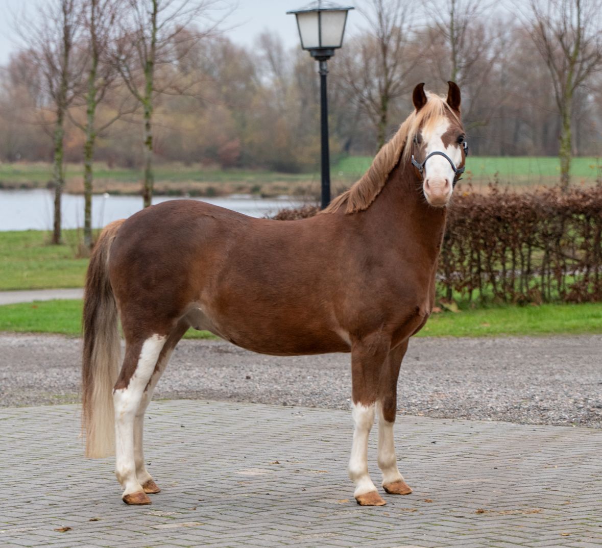 Welsh allround-pony Ruin 7 år vos til salgs - Foto 5