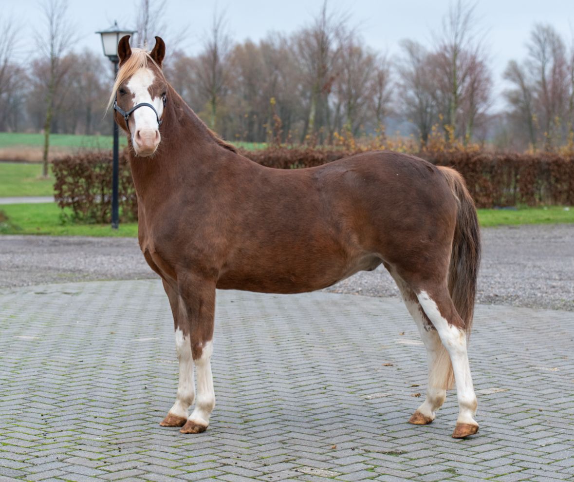 Welsh allround-pony Ruin 7 år vos til salgs - Foto 2