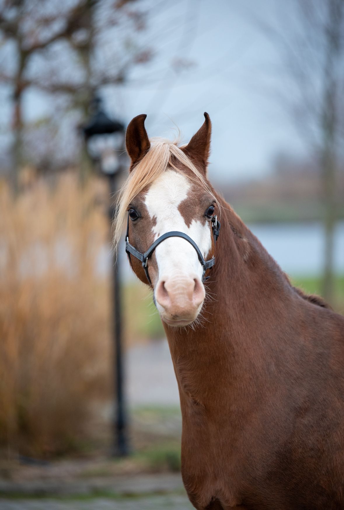 Welsh allround-pony Ruin 7 år vos til salgs - Foto 3