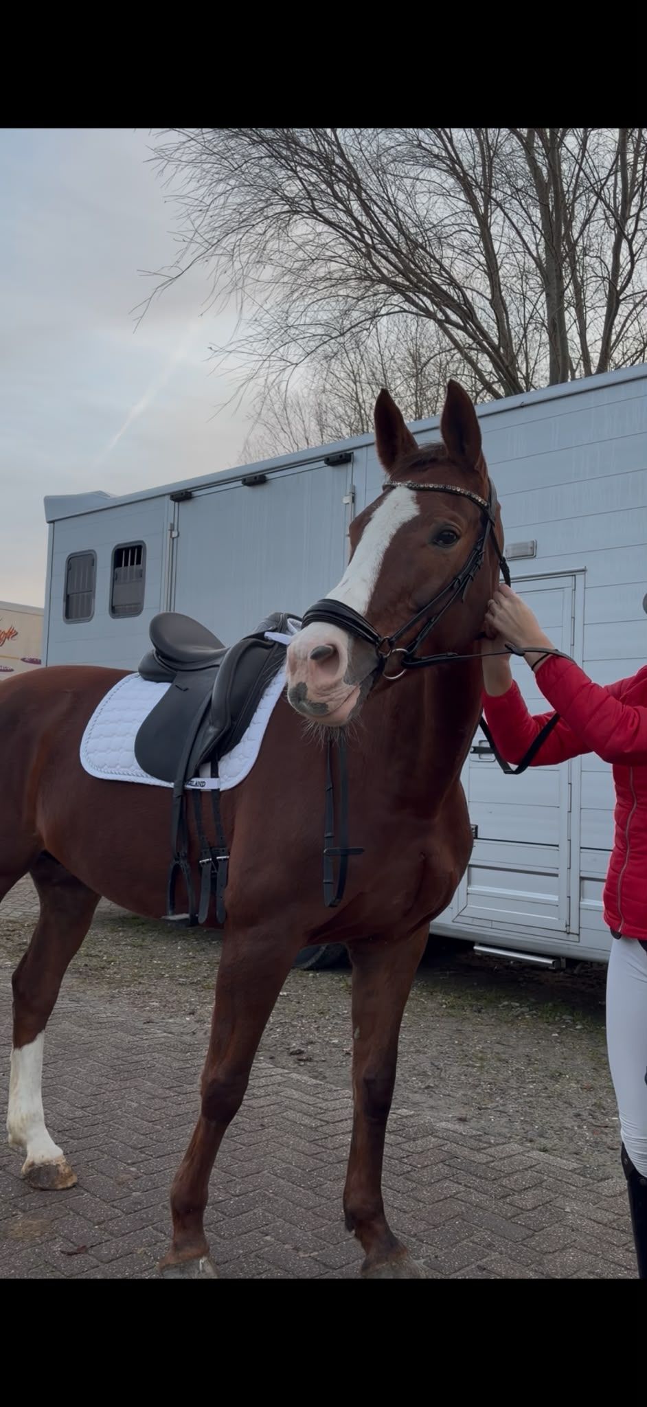 kwpn dressuurpaard merrie 17 歳 vos 売り出し中 - 写真 3
