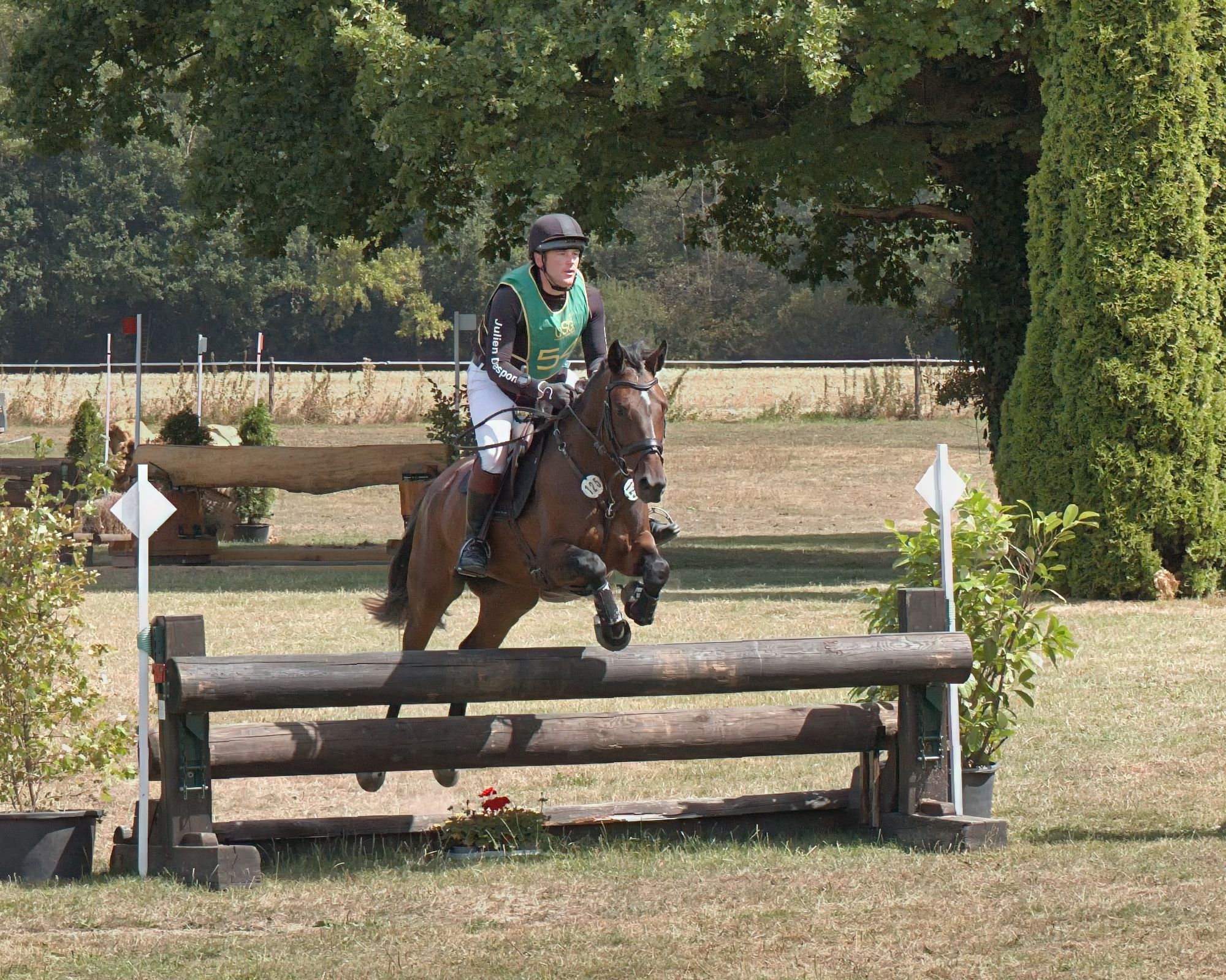 zangersheide eventingpaard merrie 5 años donkerbruin en venta - Foto 2