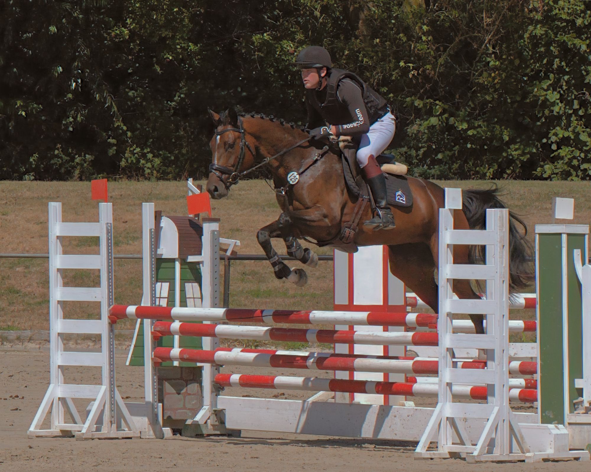 zangersheide eventingpaard merrie 5 años donkerbruin en venta - Foto 3