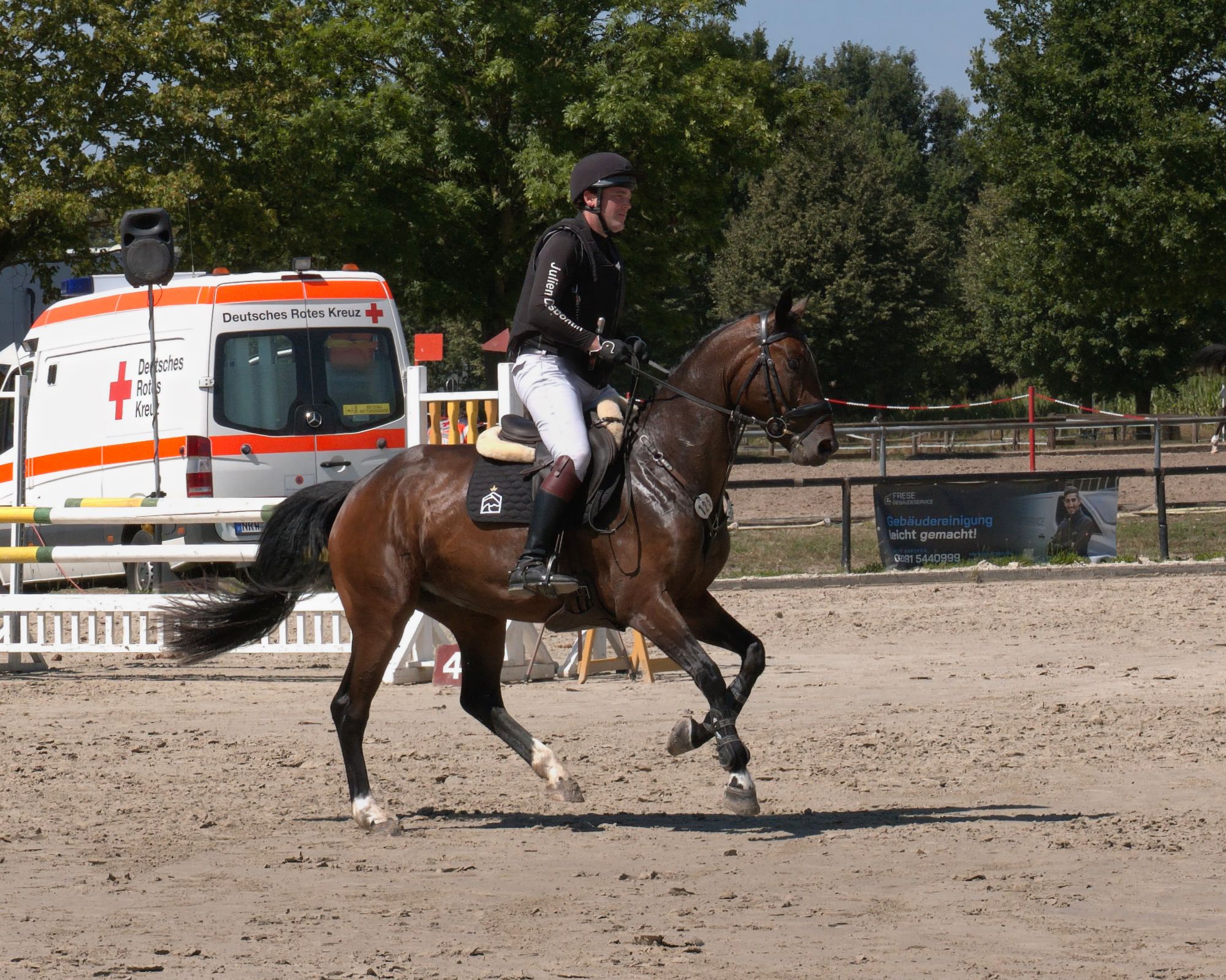 zangersheide eventingpaard merrie 5 años donkerbruin en venta - Foto 4