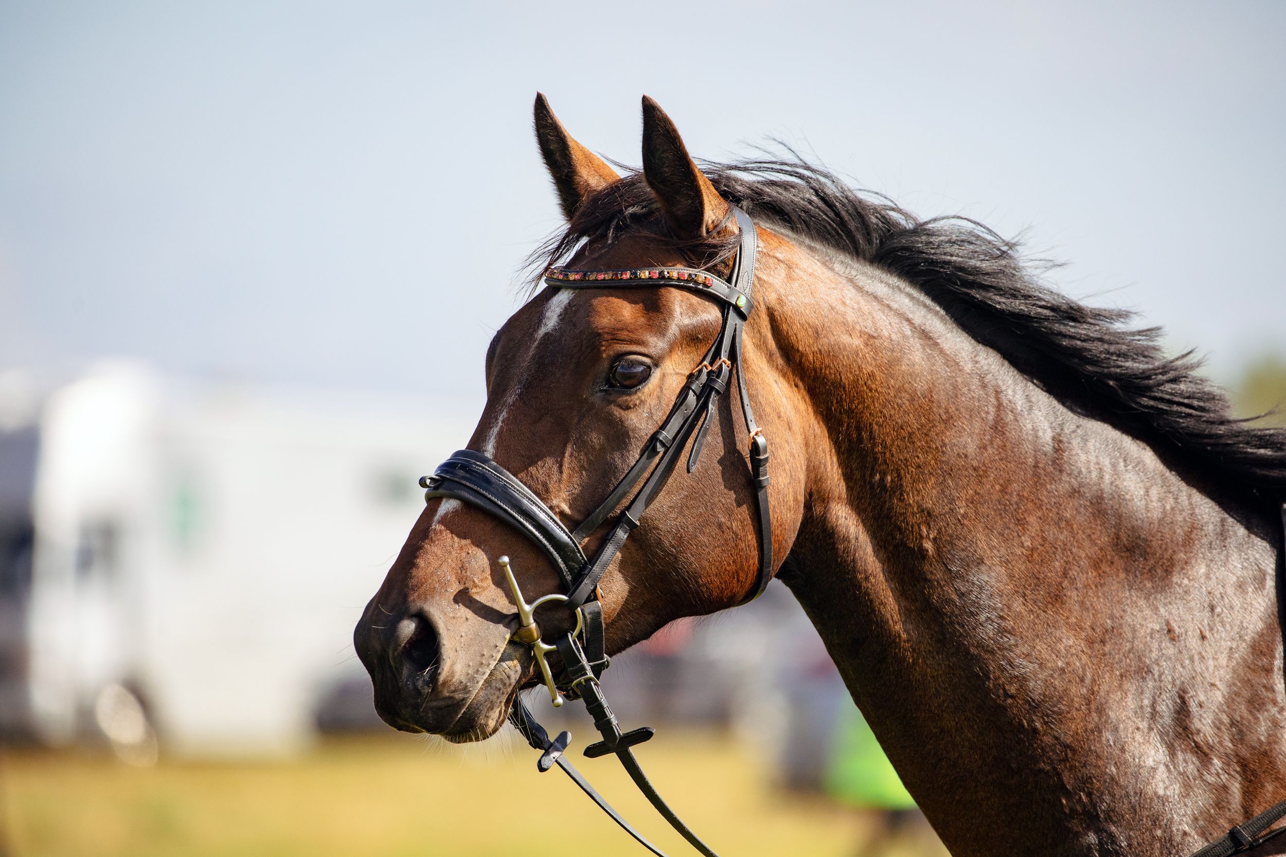 zangersheide eventingpaard merrie 5 años donkerbruin en venta - Foto 5