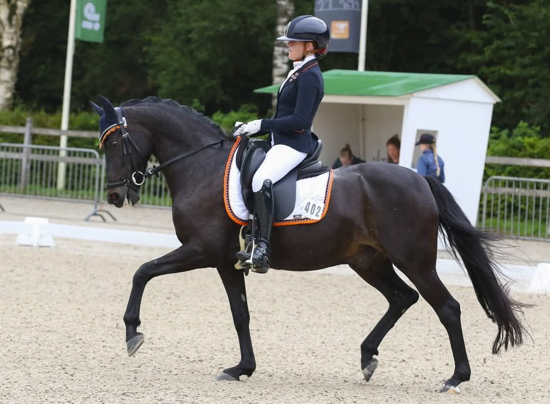 Kvalitetsdressyrponni med FEI-pass