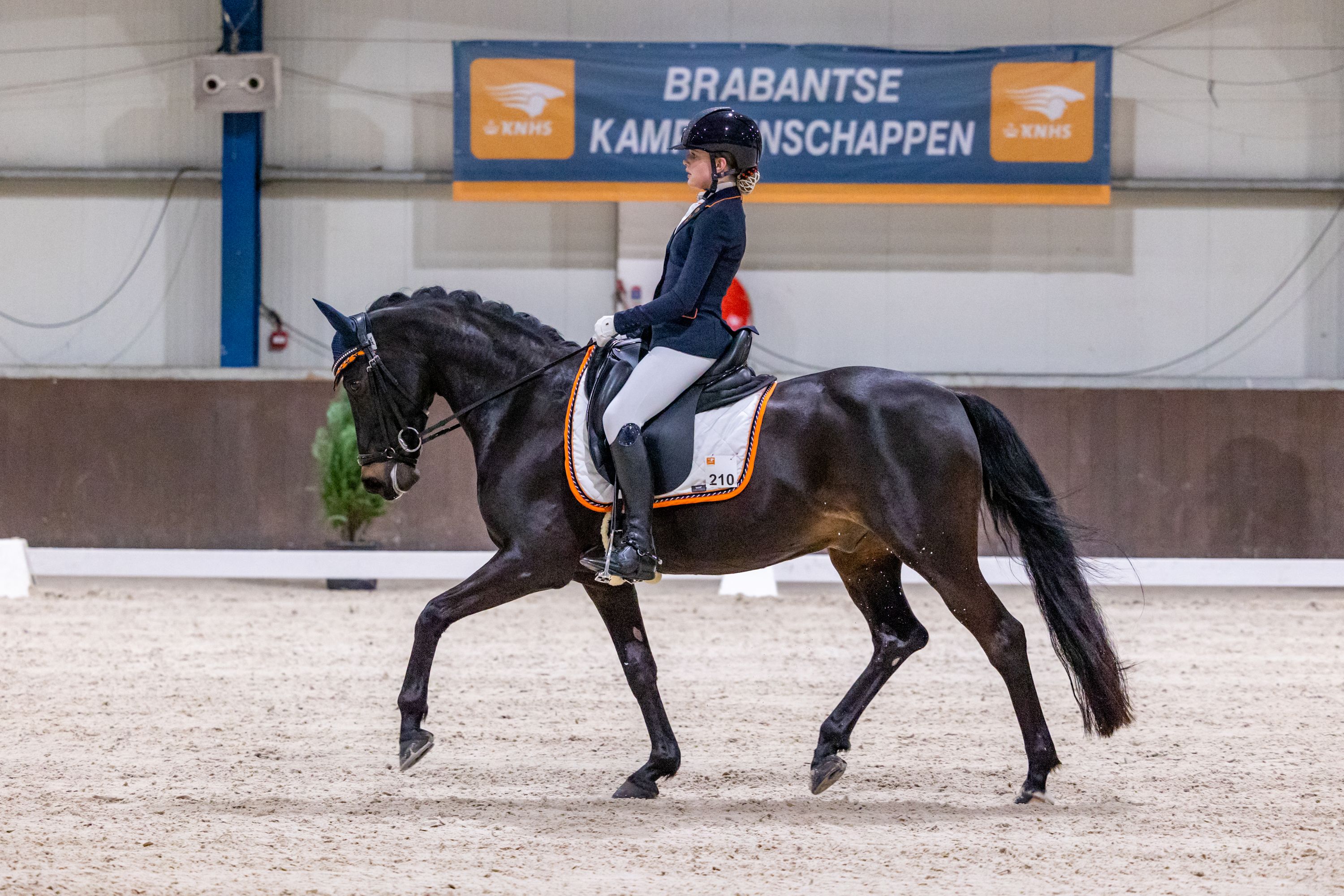 welsh dressuurpony ruin 17 år donkerbruin til salgs - Foto 2