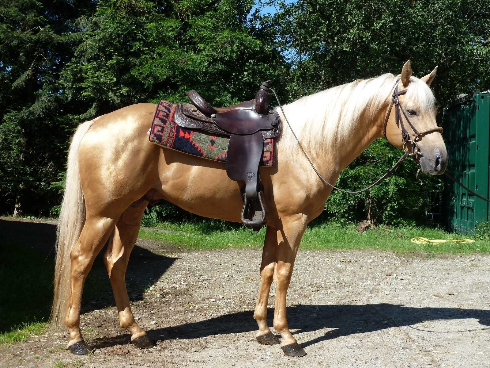 quarter-horse western-paard merrie 3 anni bruin in vendita - Foto 2